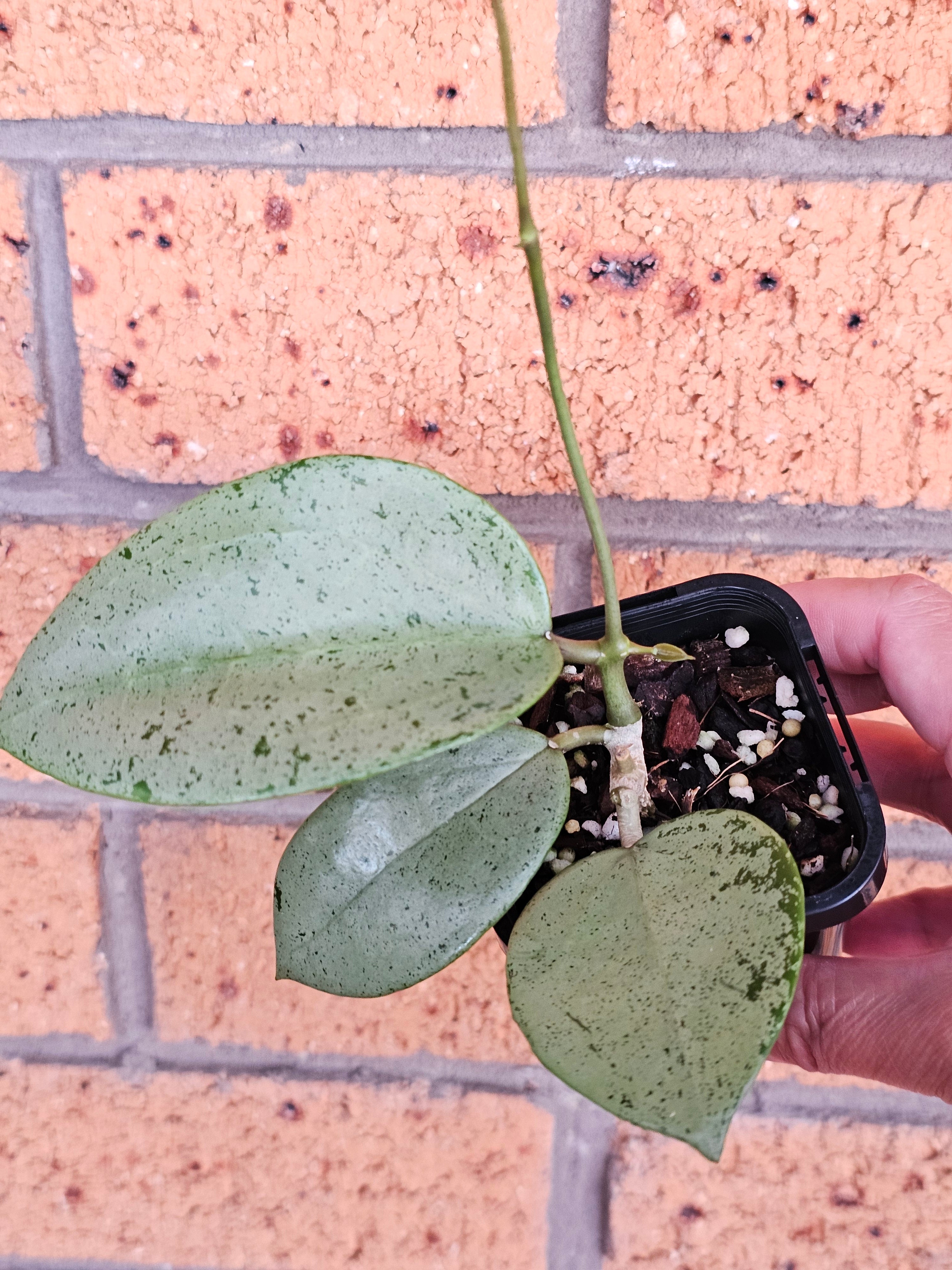 その他観葉植物 Hoya Veilata silver heart Rare) Hoya silver heart for sale - HappyForestStore