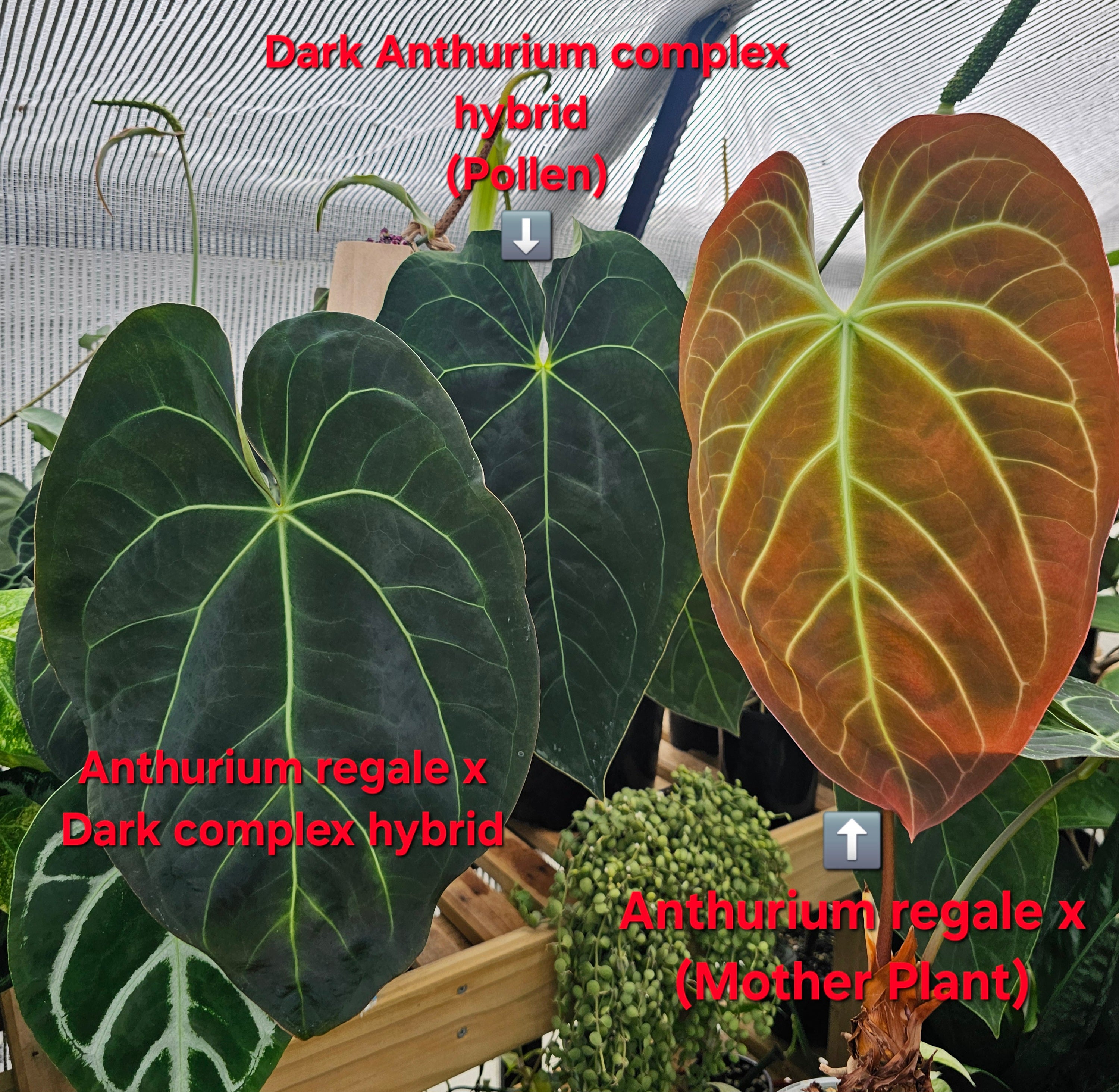 💥💫Anthurium regale X Dark Complex hybrid💫💥 – The Happy Hoya