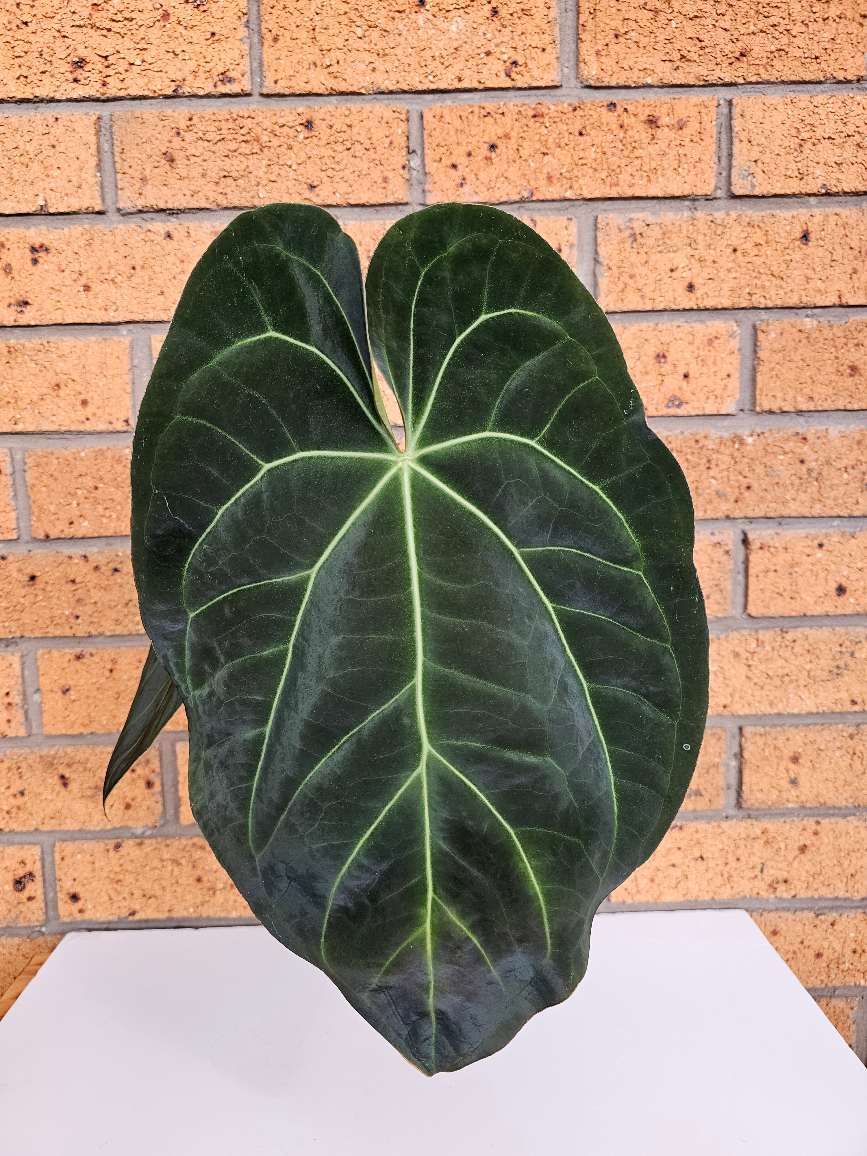 その他観葉植物 Anthurium regale 大サイズ♡アンスリウム レガレ Anthurium 'Regale' 観葉植物