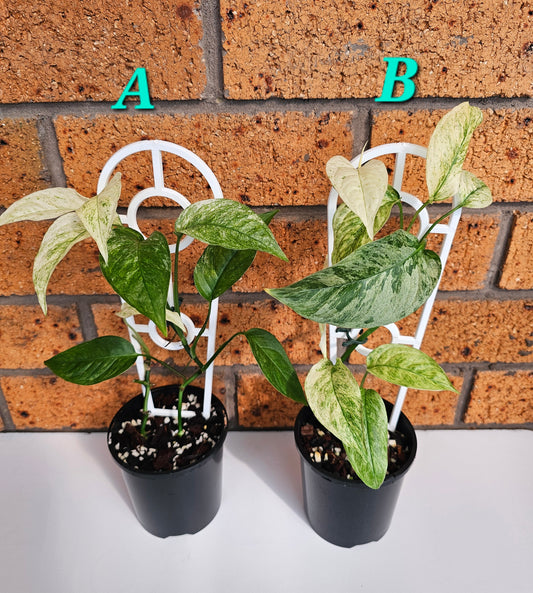 Monstera adansonii 'Laniata Mint Variegated'