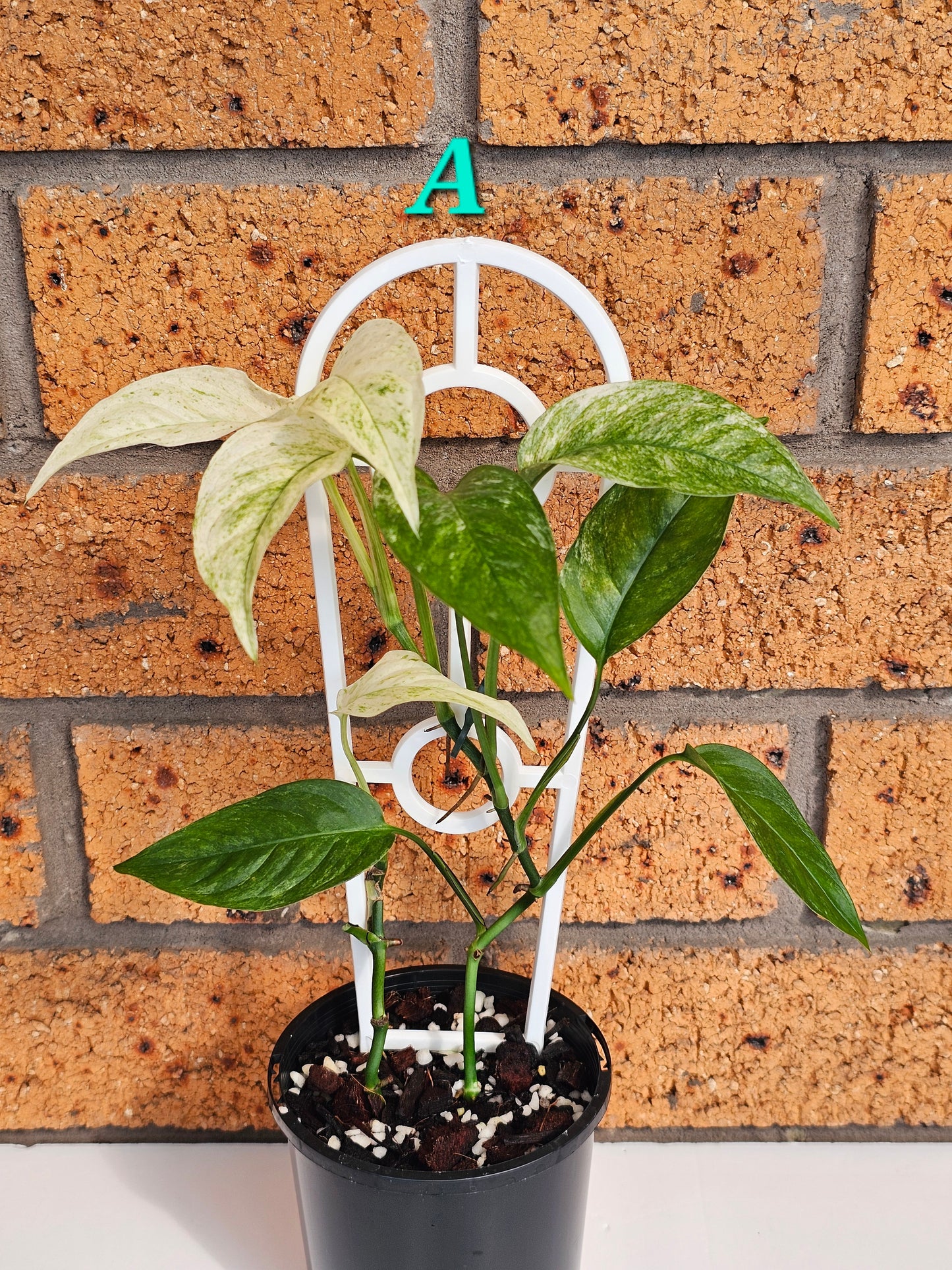 Monstera adansonii 'Laniata Mint Variegated'