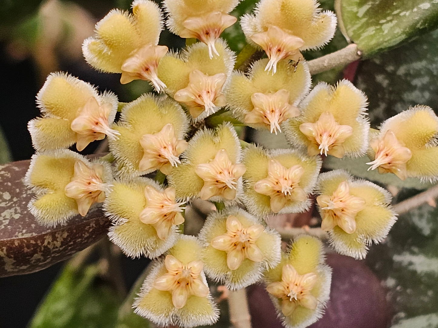 Hoya imbricata