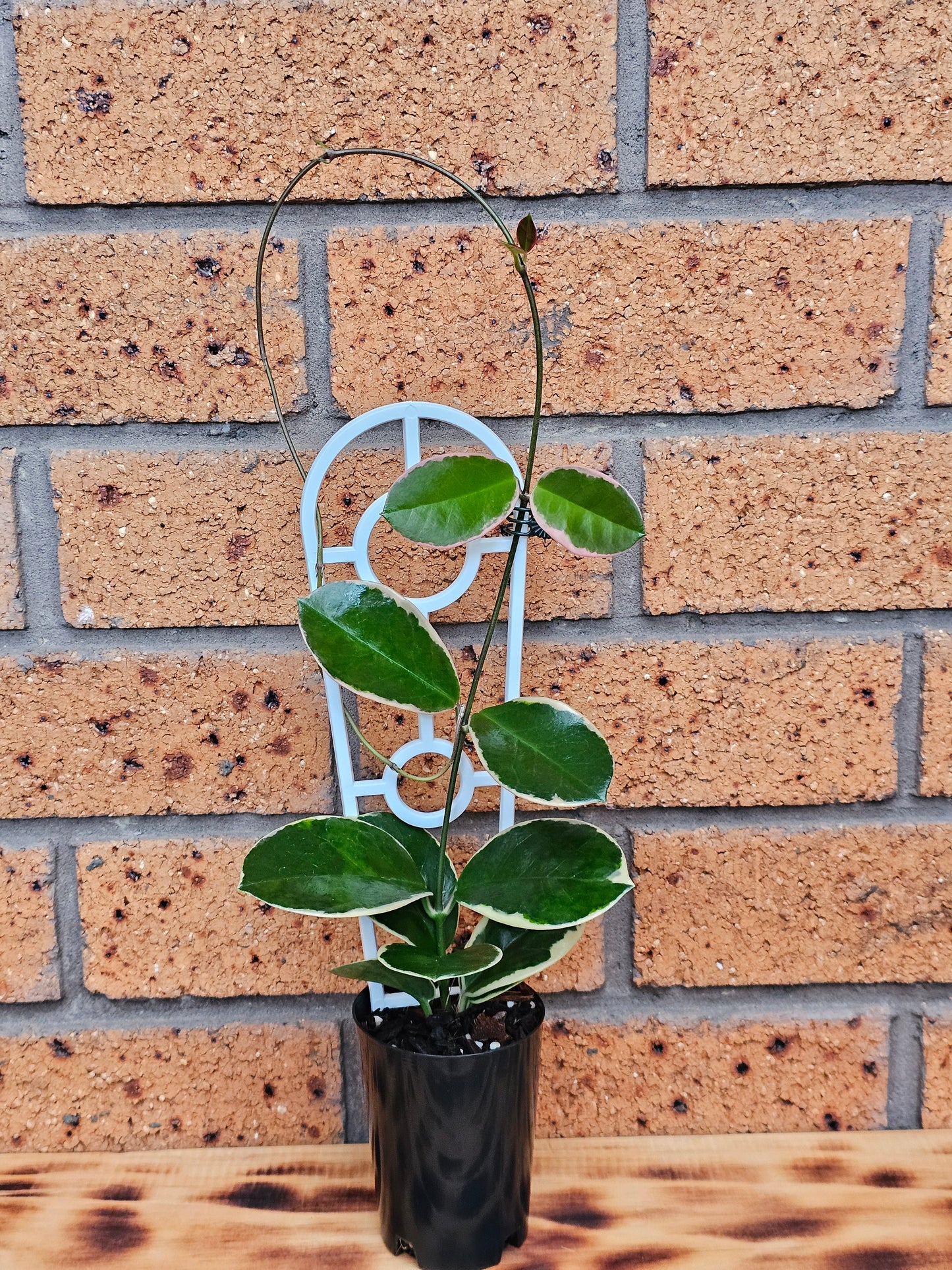💥💫Hoya australis ssp Tenuipes Albo  'Blondie'💫💥