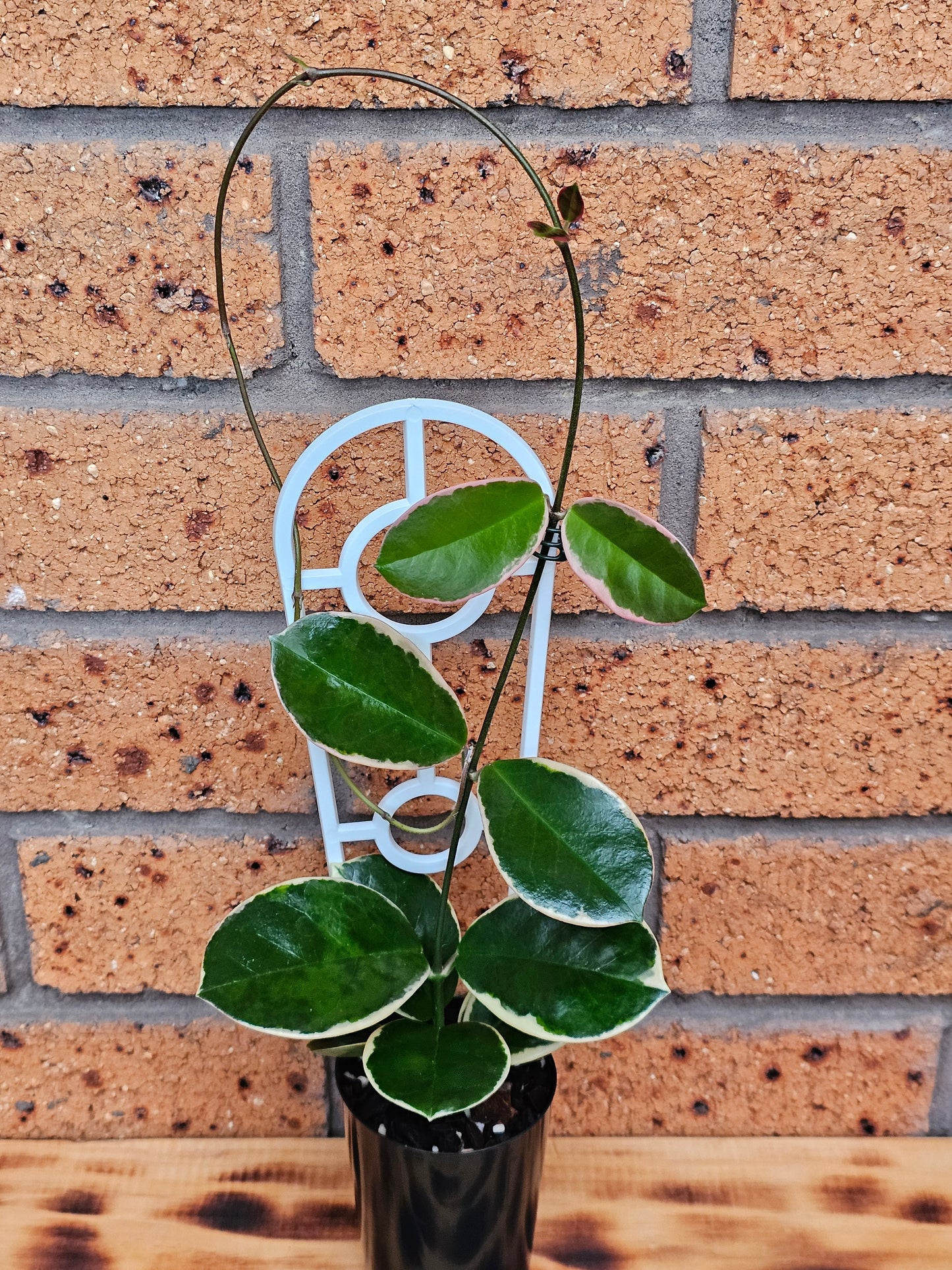 💥💫Hoya australis ssp Tenuipes Albo  'Blondie'💫💥