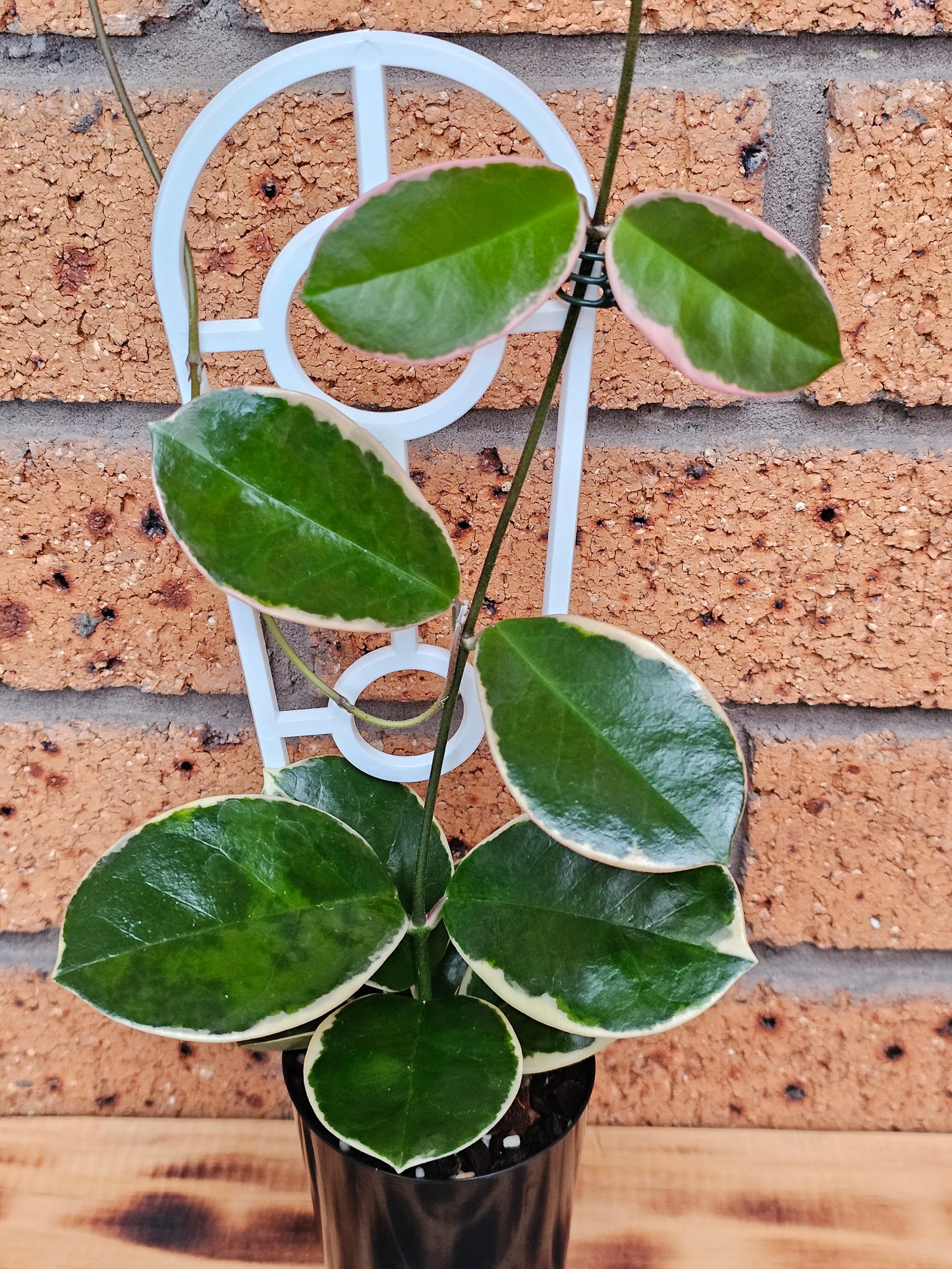 💥💫Hoya australis ssp Tenuipes Albo  'Blondie'💫💥