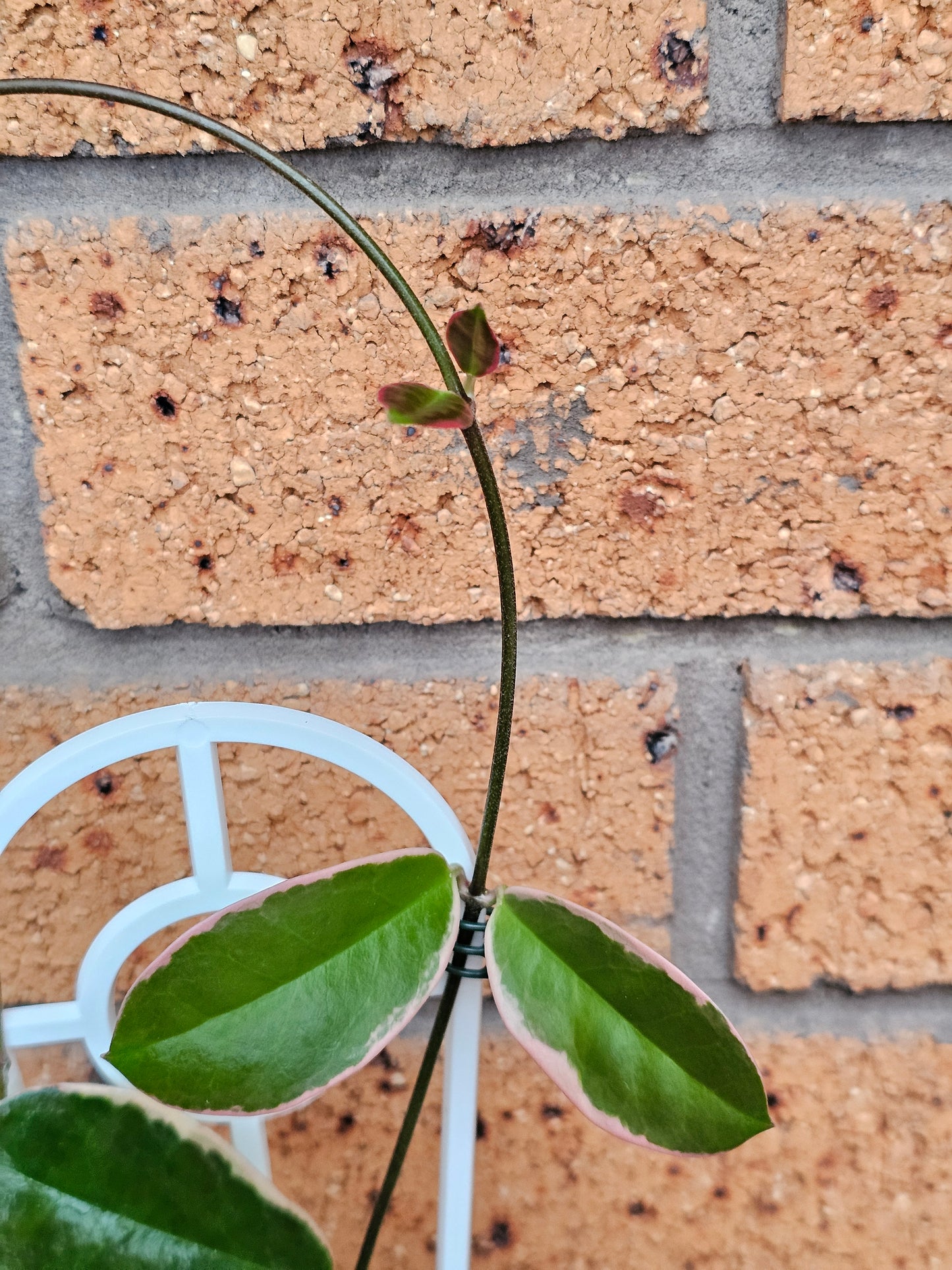 💥💫Hoya australis ssp Tenuipes Albo  'Blondie'💫💥