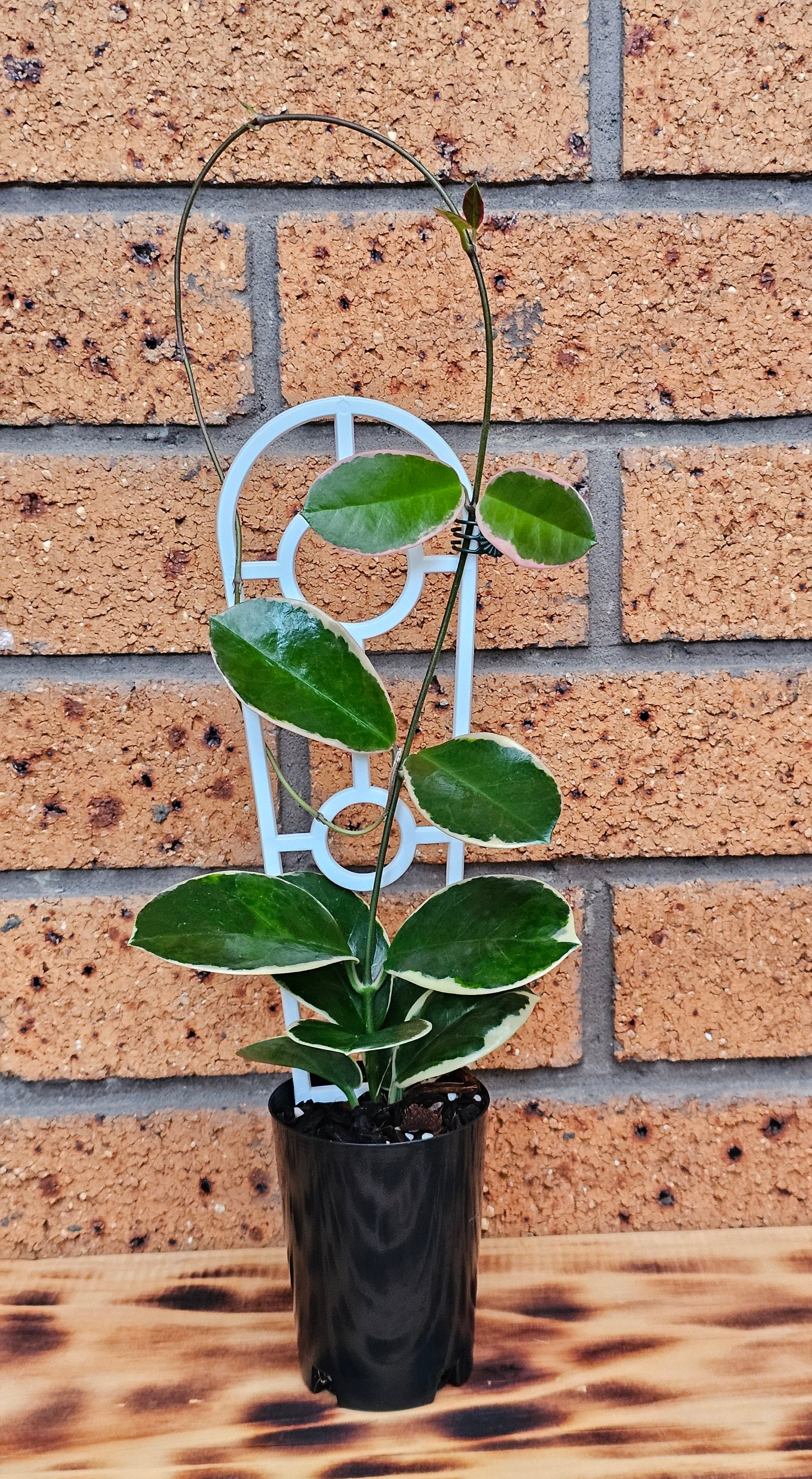 💥💫Hoya australis ssp Tenuipes Albo  'Blondie'💫💥