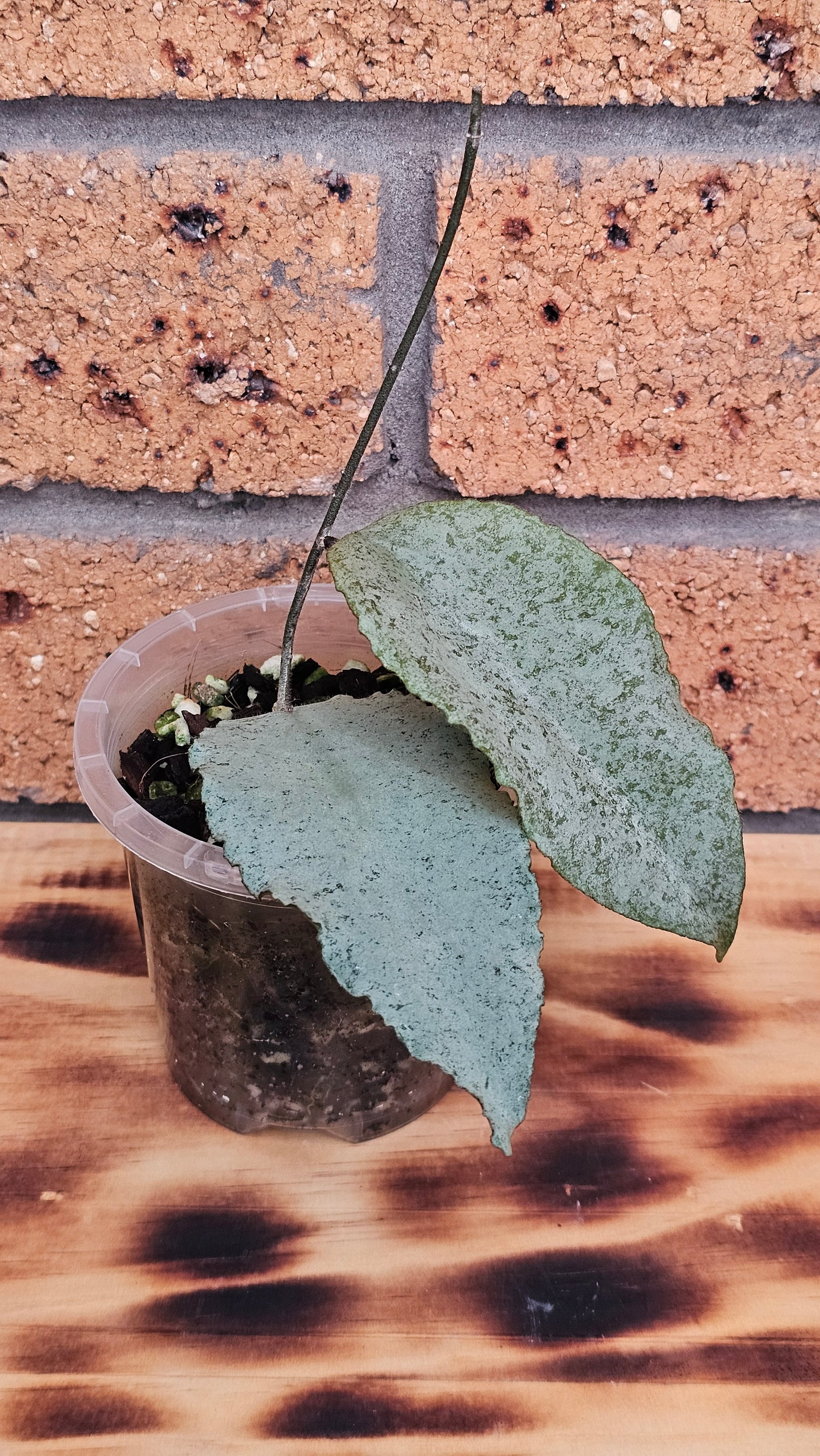 🦄🌿Hoya caudata  'Argene' 🌿🦄 (Ultra Rare)