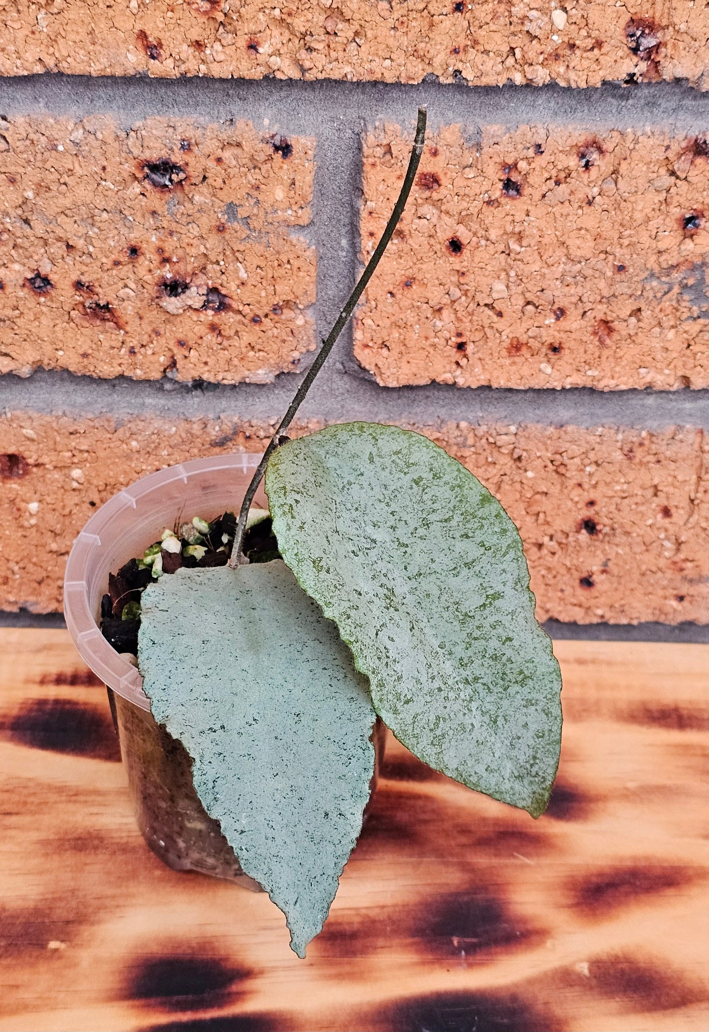 🦄🌿Hoya caudata  'Argene' 🌿🦄 (Ultra Rare)