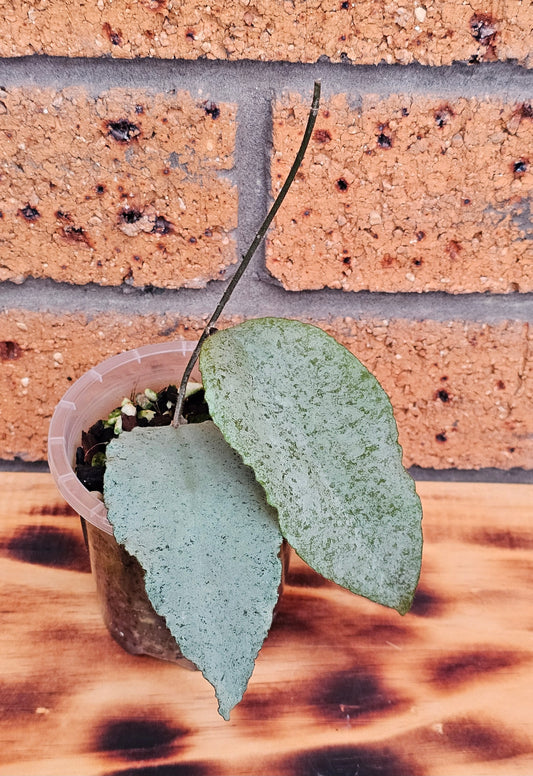 🦄🌿Hoya caudata  'Argene' 🌿🦄 (Ultra Rare)