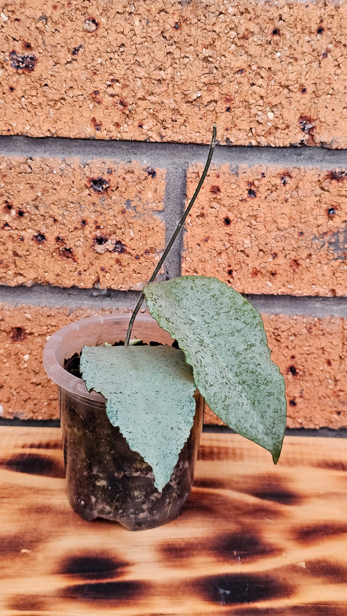 🦄🌿Hoya caudata  'Argene' 🌿🦄 (Ultra Rare)