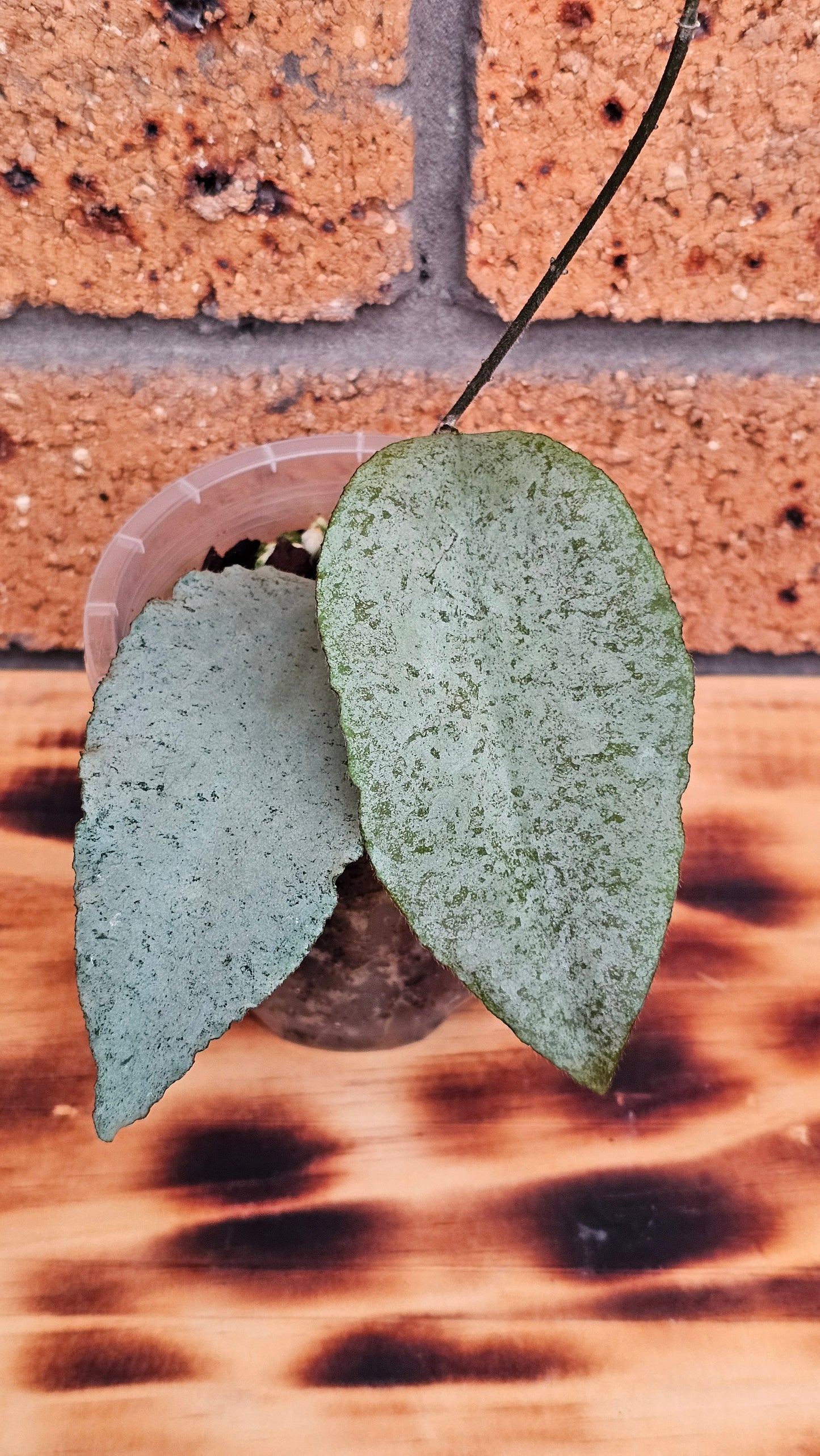 🦄🌿Hoya caudata  'Argene' 🌿🦄 (Ultra Rare)