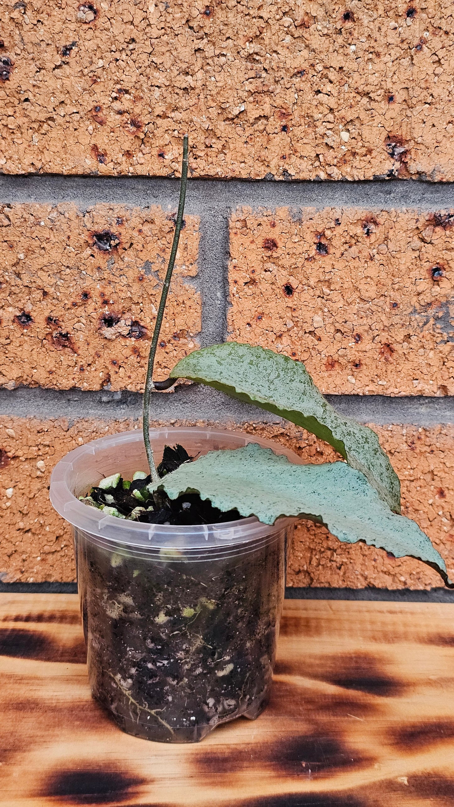 🦄🌿Hoya caudata  'Argene' 🌿🦄 (Ultra Rare)