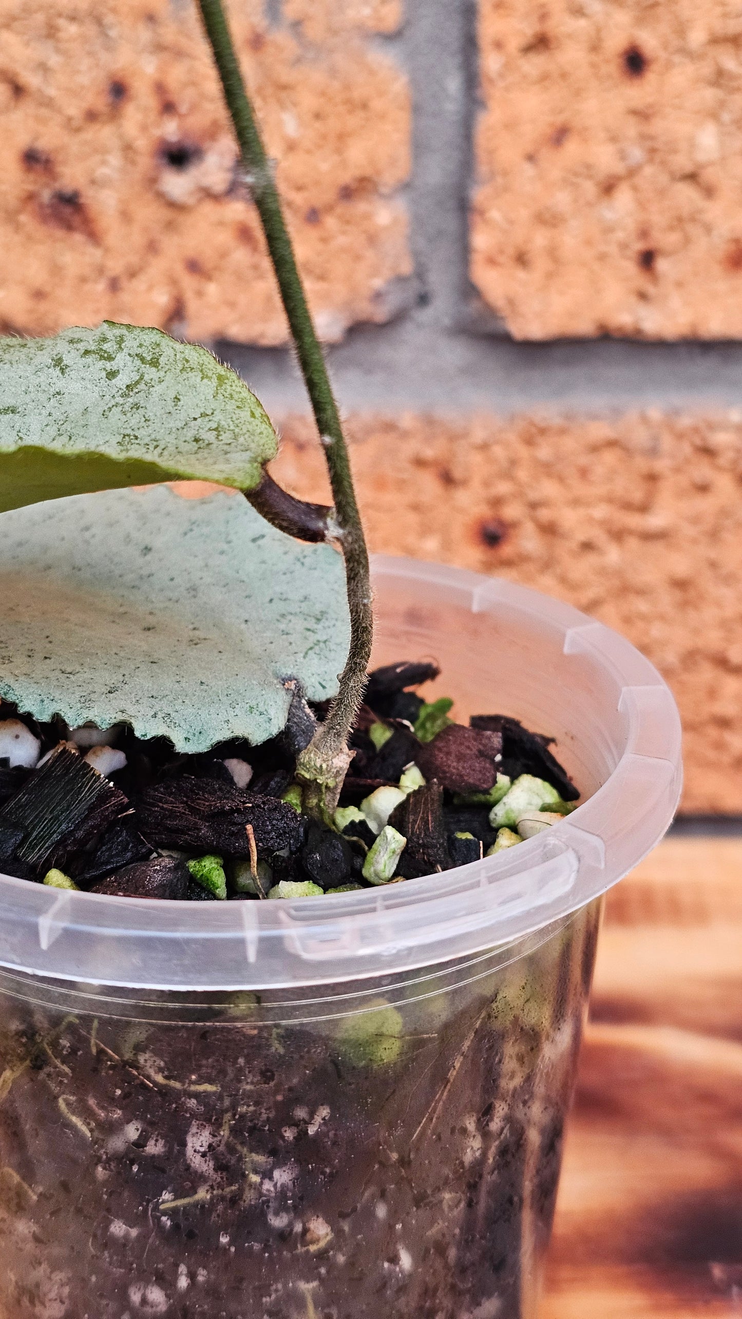 🦄🌿Hoya caudata  'Argene' 🌿🦄 (Ultra Rare)