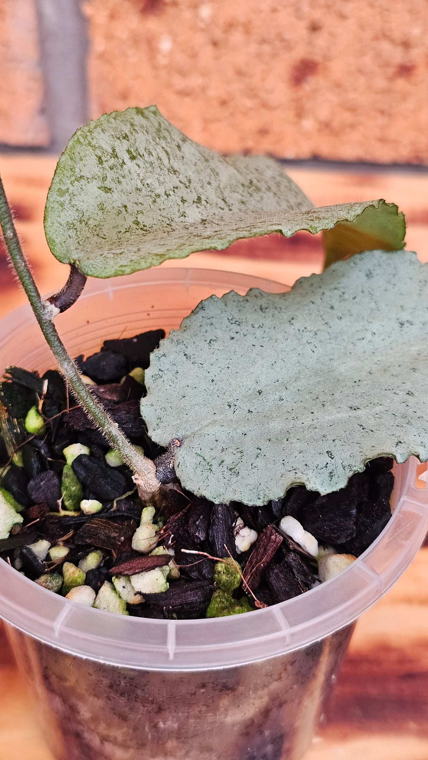 🦄🌿Hoya caudata  'Argene' 🌿🦄 (Ultra Rare)