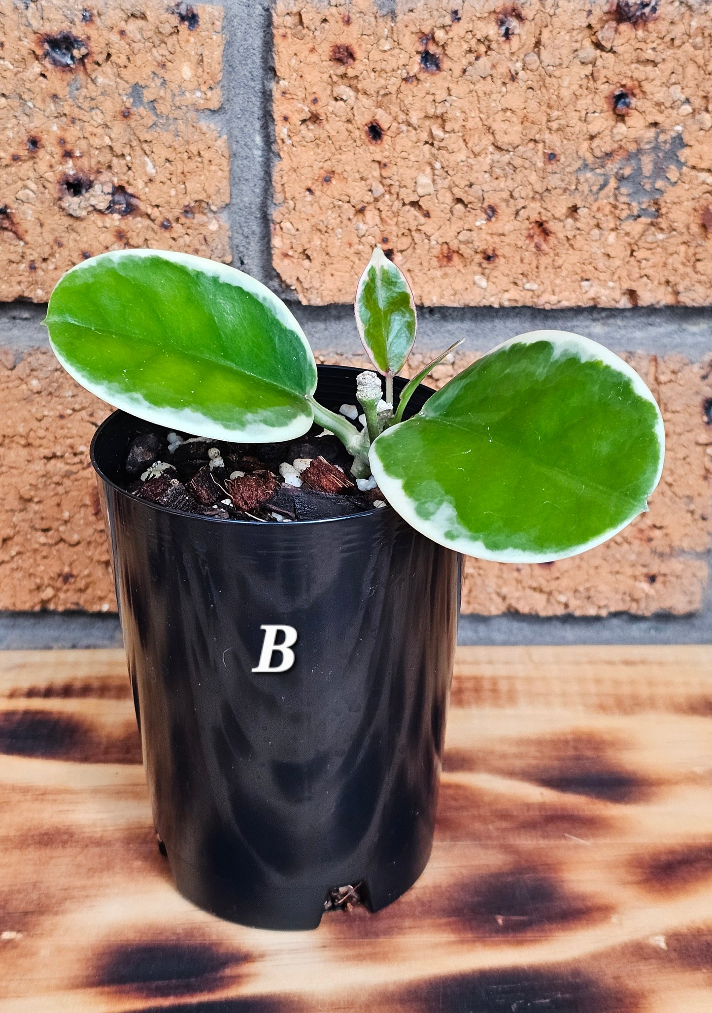 Hoya australis 'Outer Variegated' Blondie