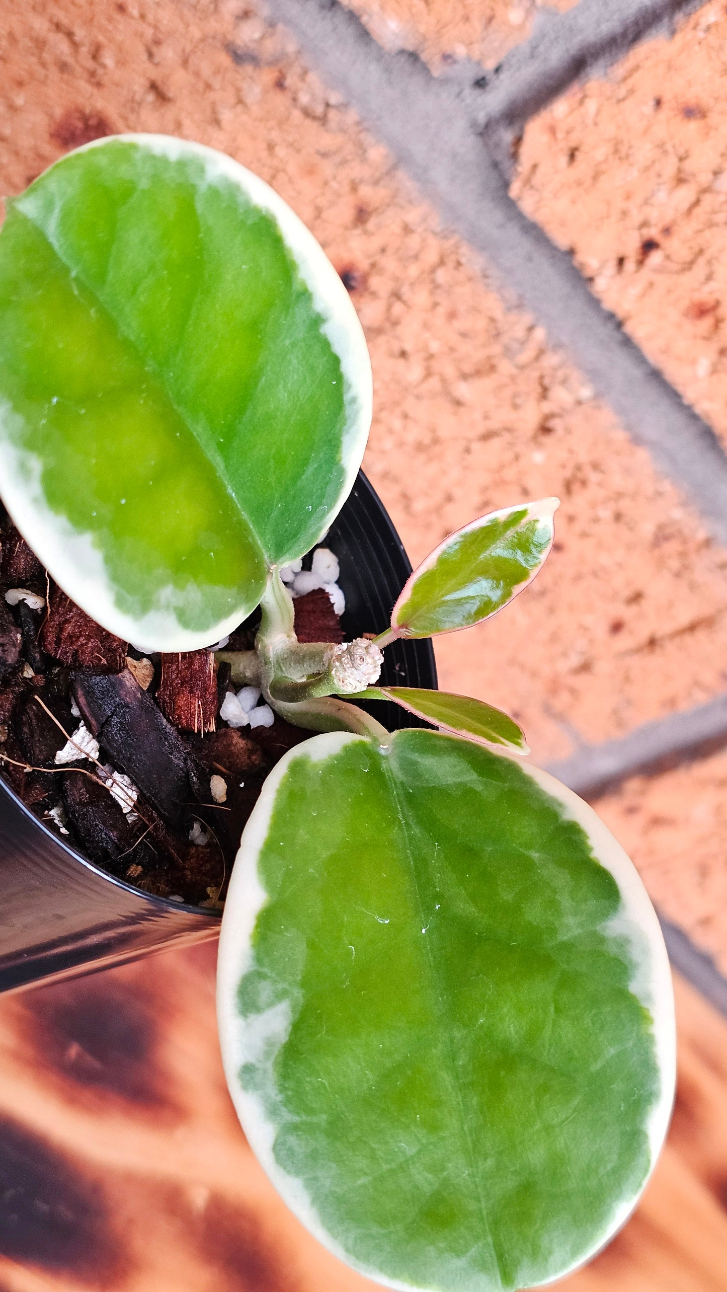 Hoya australis 'Outer Variegated' Blondie