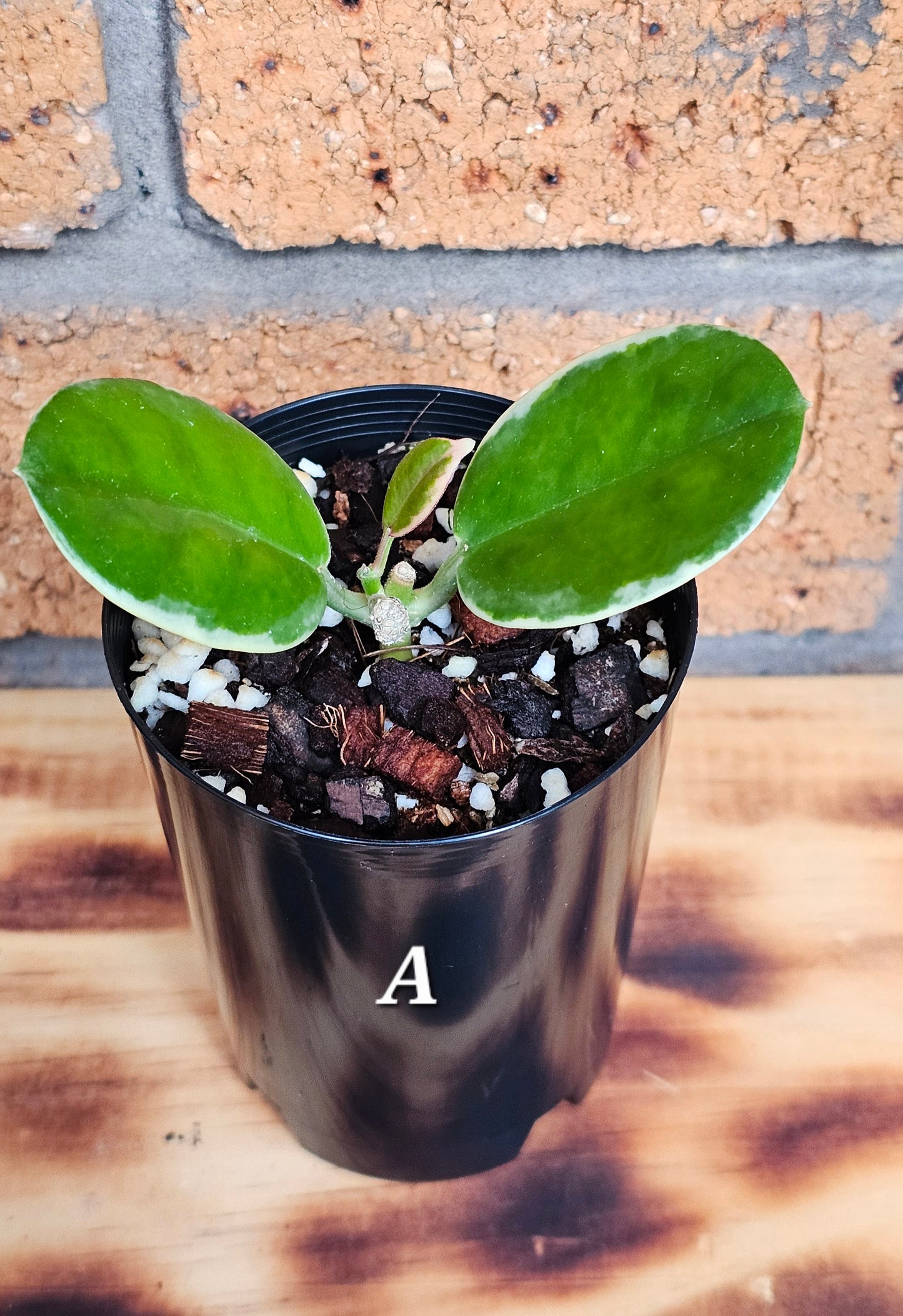 Hoya australis 'Outer Variegated' Blondie