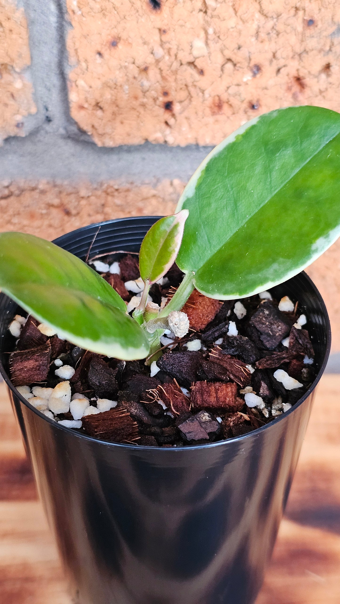 Hoya australis 'Outer Variegated' Blondie