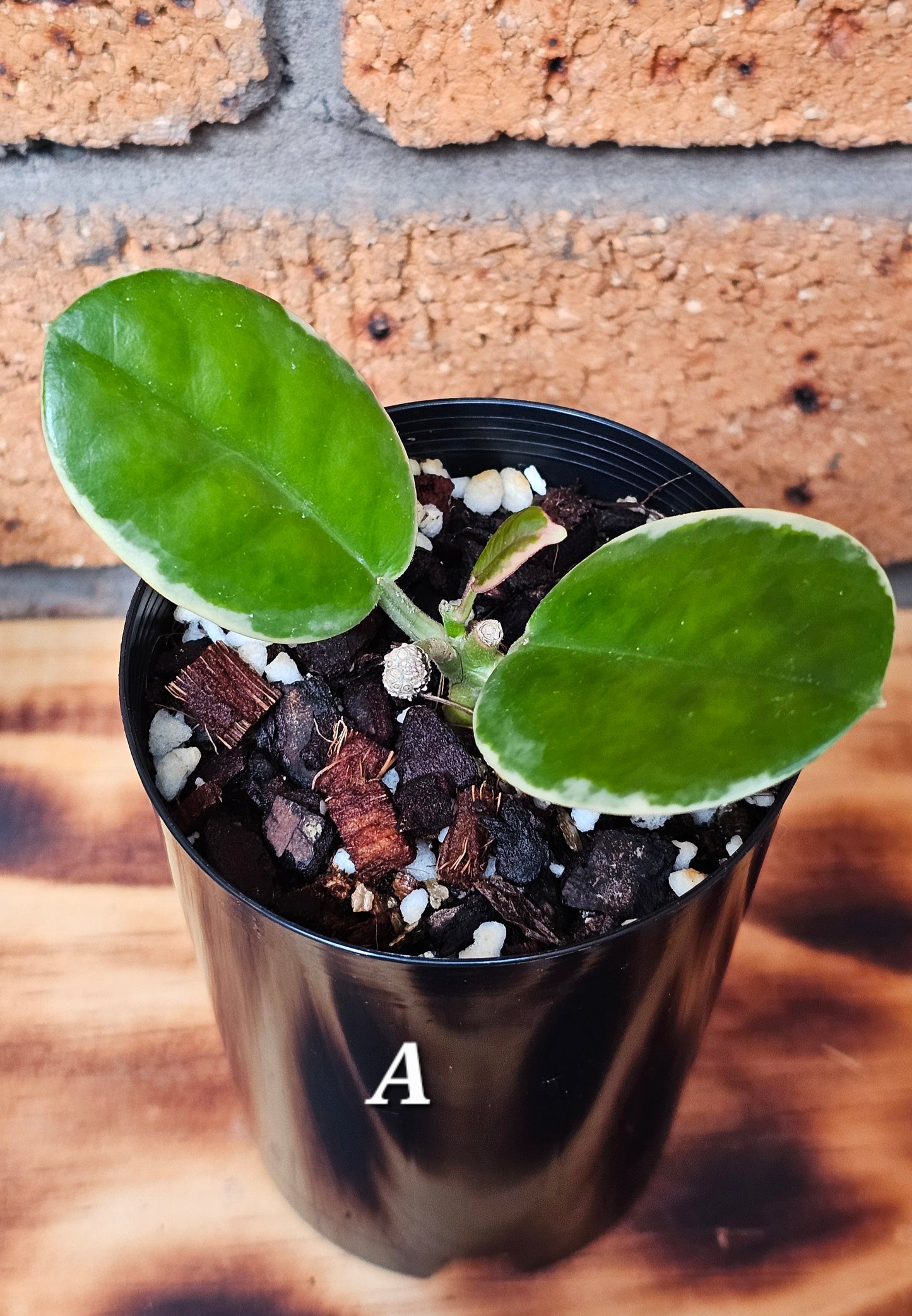 Hoya australis 'Outer Variegated' Blondie