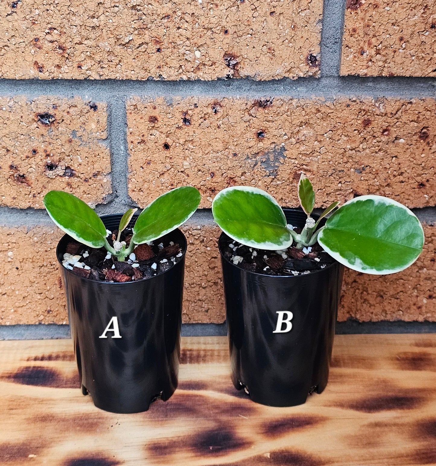 Hoya australis 'Outer Variegated' Blondie