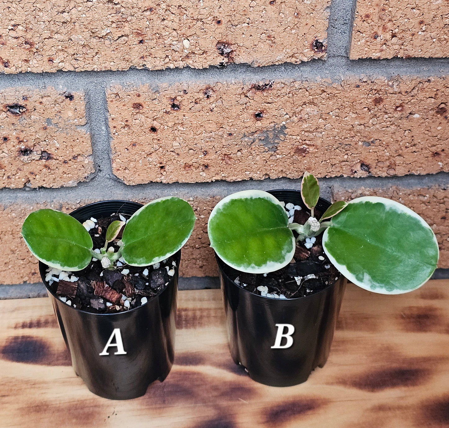 Hoya australis 'Outer Variegated' Blondie