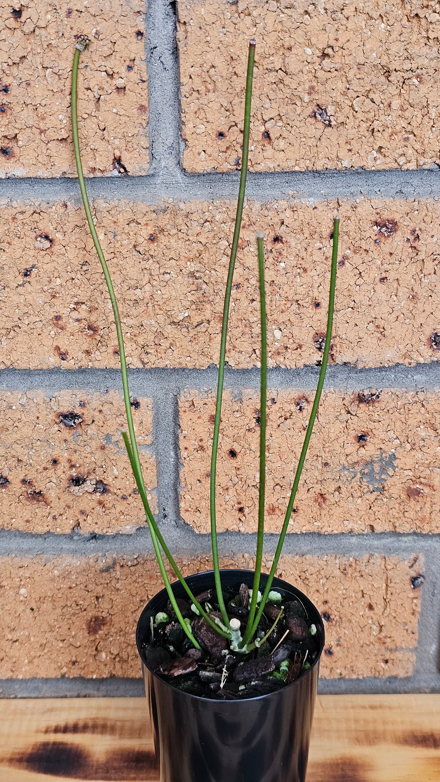 💫🌿 Hoya spartioides (The Leafless Hoya) 🌿💫