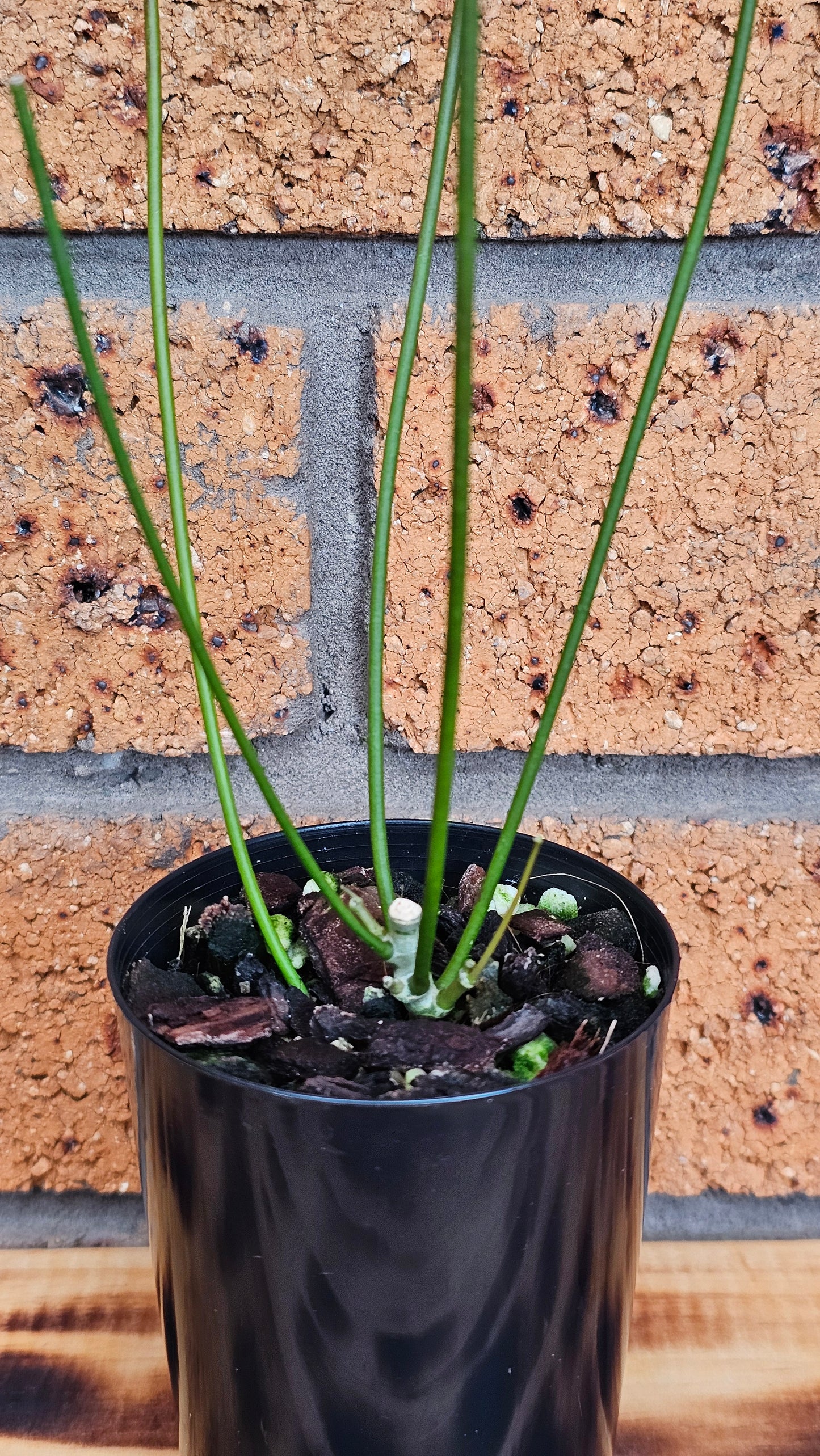 💫🌿 Hoya spartioides (The Leafless Hoya) 🌿💫