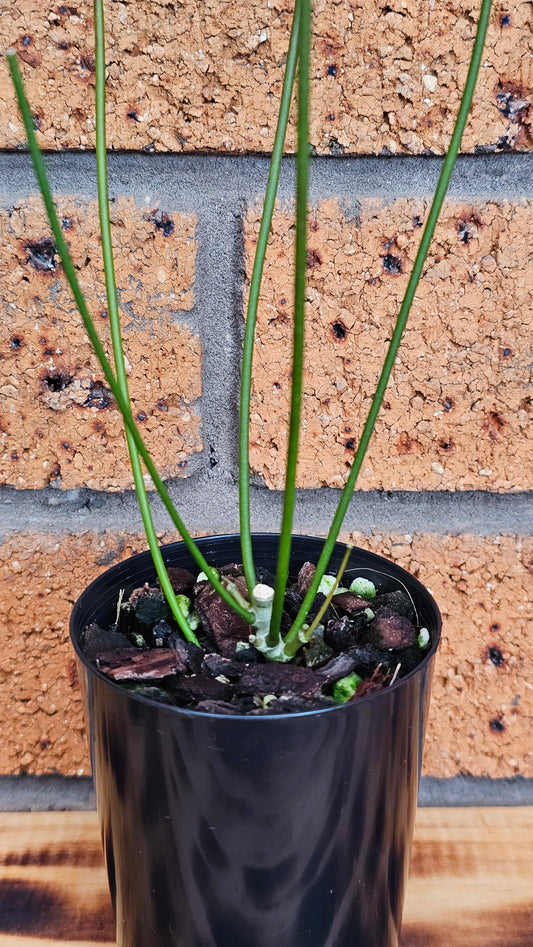 💫🌿 Hoya spartioides (The Leafless Hoya) 🌿💫