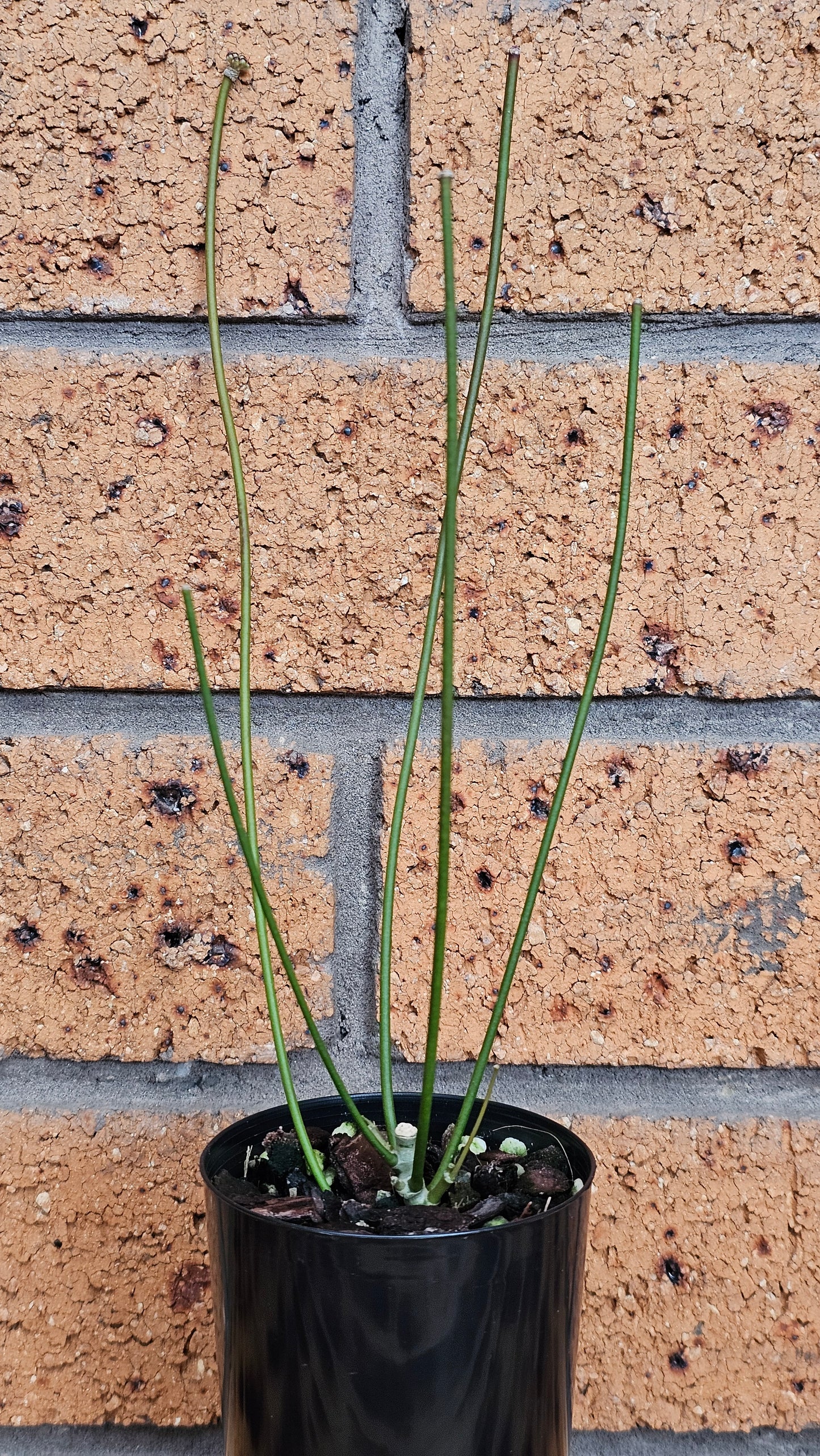 💫🌿 Hoya spartioides (The Leafless Hoya) 🌿💫