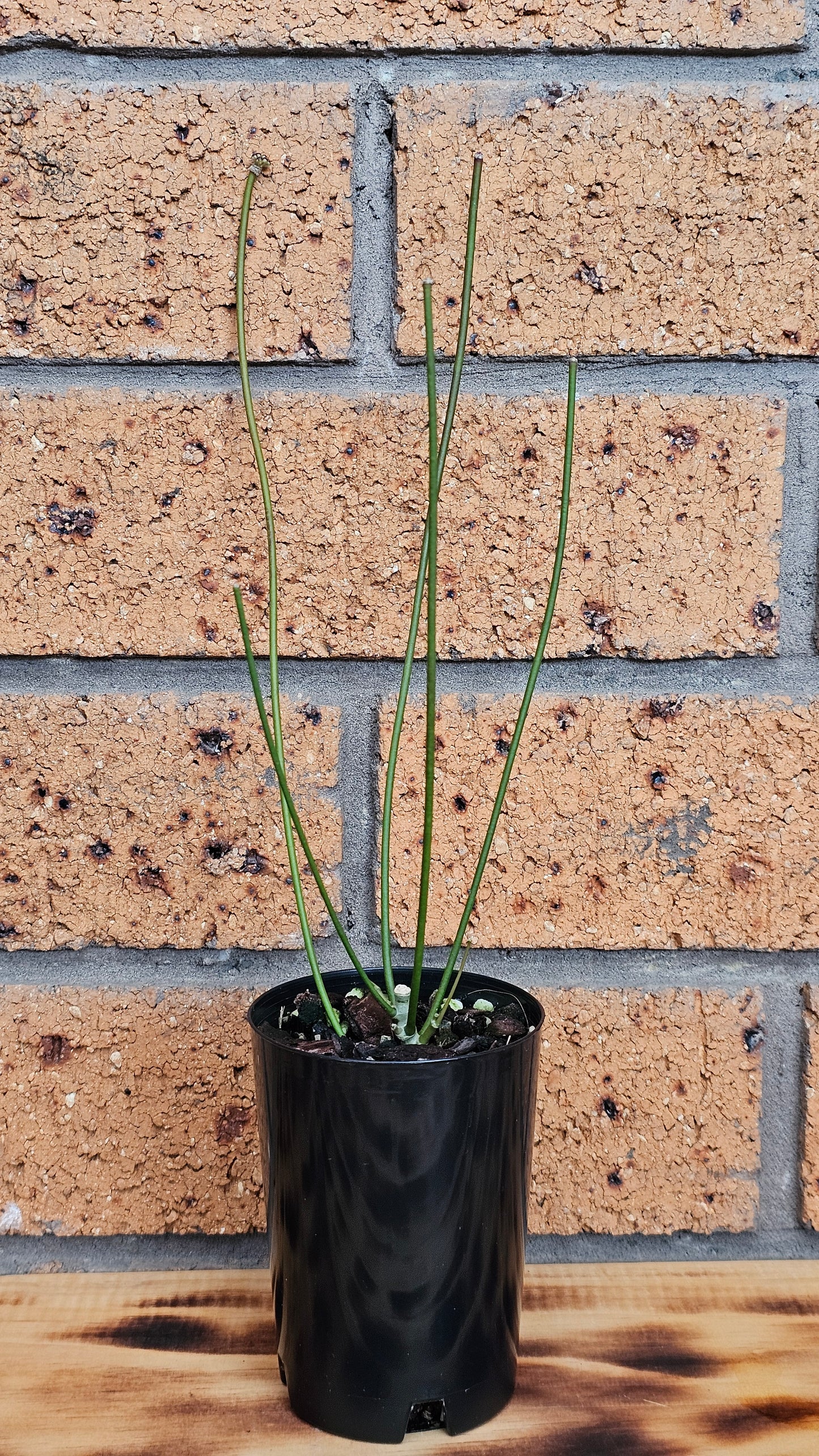 💫🌿 Hoya spartioides (The Leafless Hoya) 🌿💫