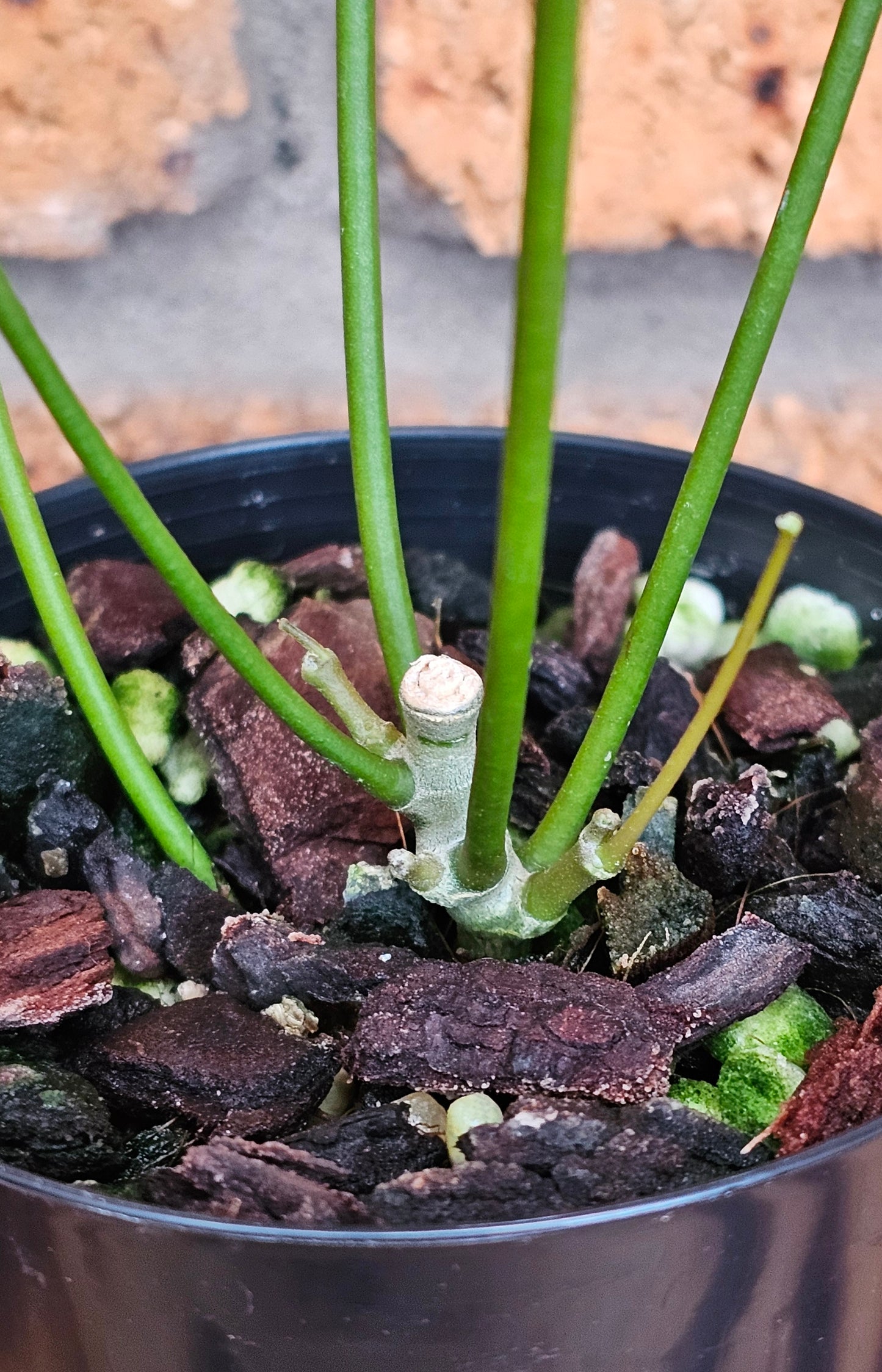 💫🌿 Hoya spartioides (The Leafless Hoya) 🌿💫