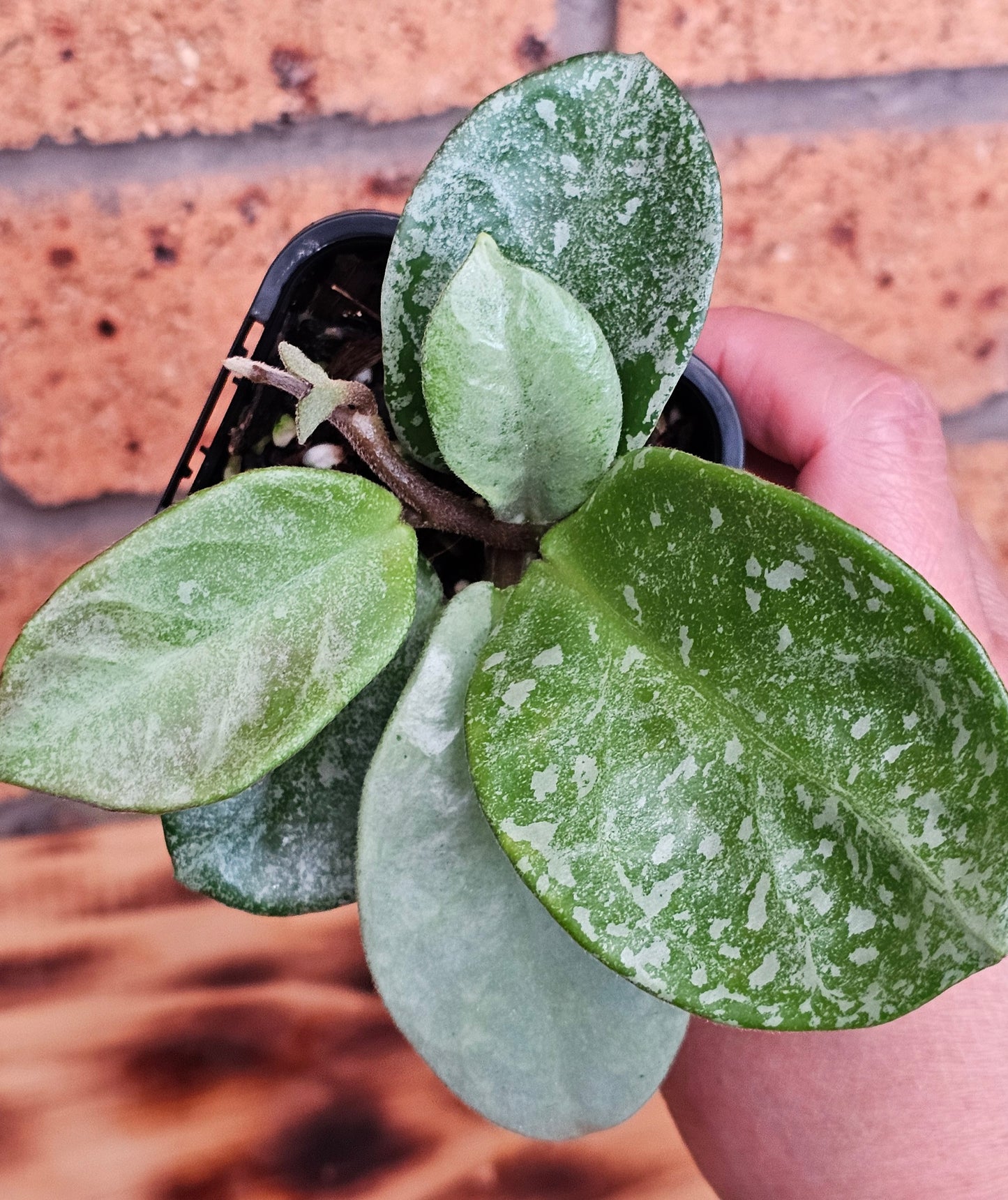 Hoya carnosa 'Nova Ghost'  (Silver Splash)