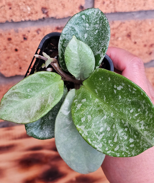 Hoya carnosa 'Nova Ghost'  (Silver Splash)
