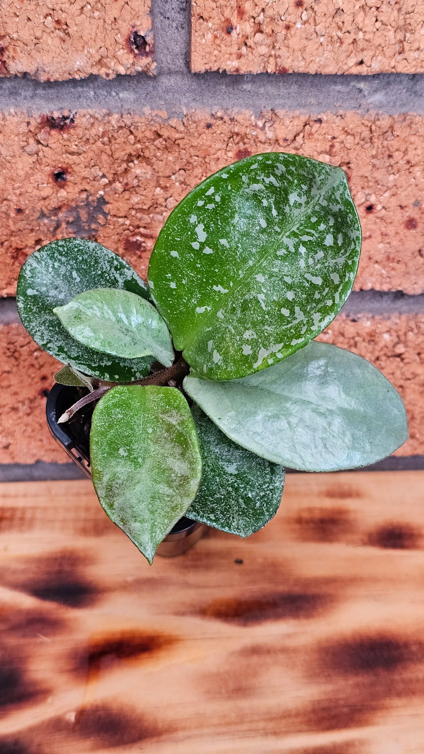 Hoya carnosa 'Nova Ghost'  (Silver Splash)