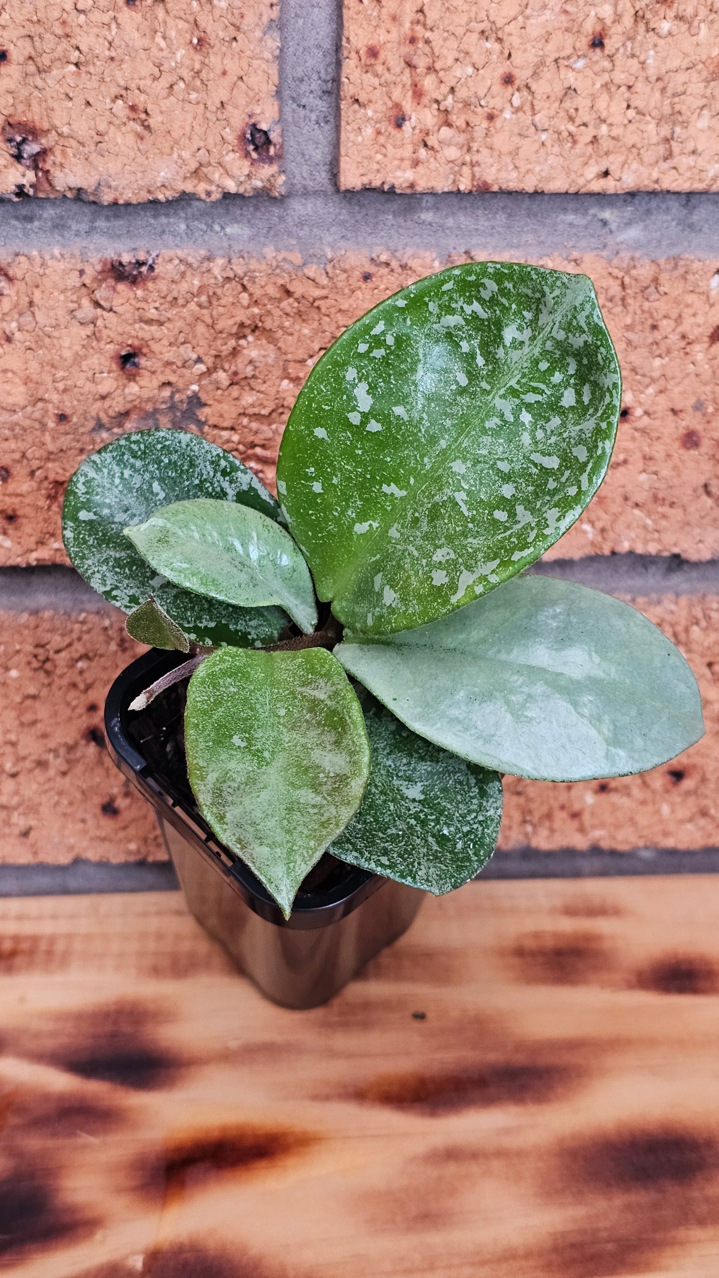Hoya carnosa 'Nova Ghost'  (Silver Splash)