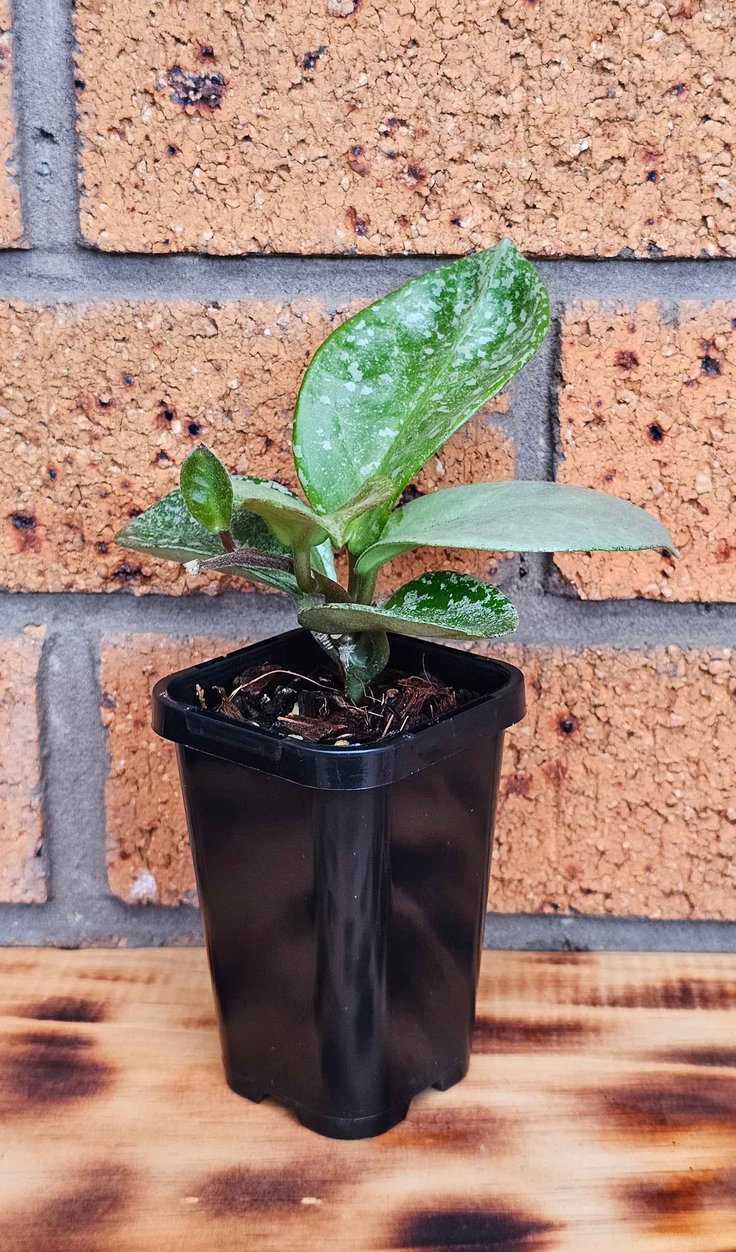 Hoya carnosa 'Nova Ghost'  (Silver Splash)