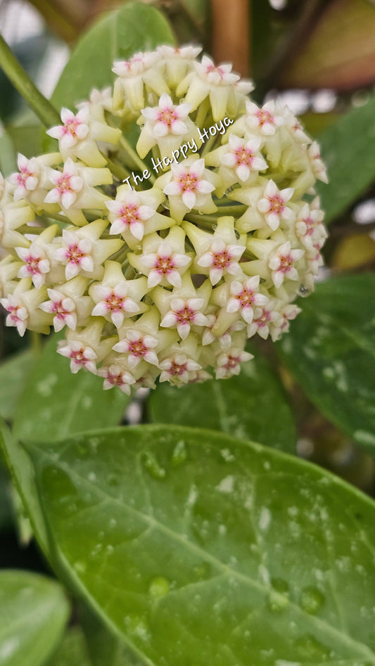 Custom Order for HQ (P1)