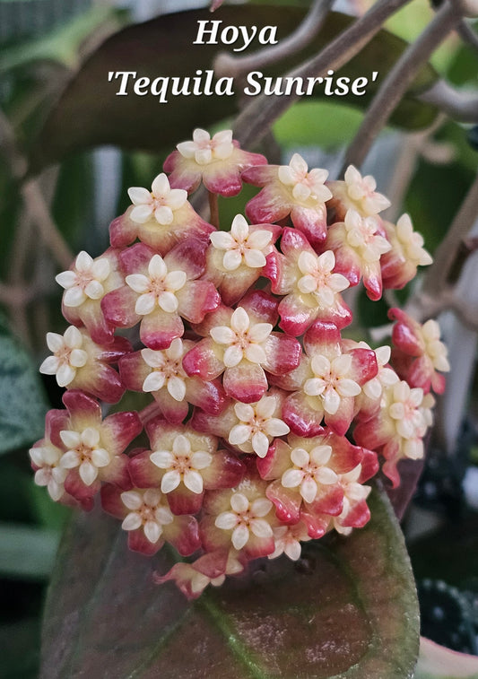 Hoya 'Tequila Sunrise'