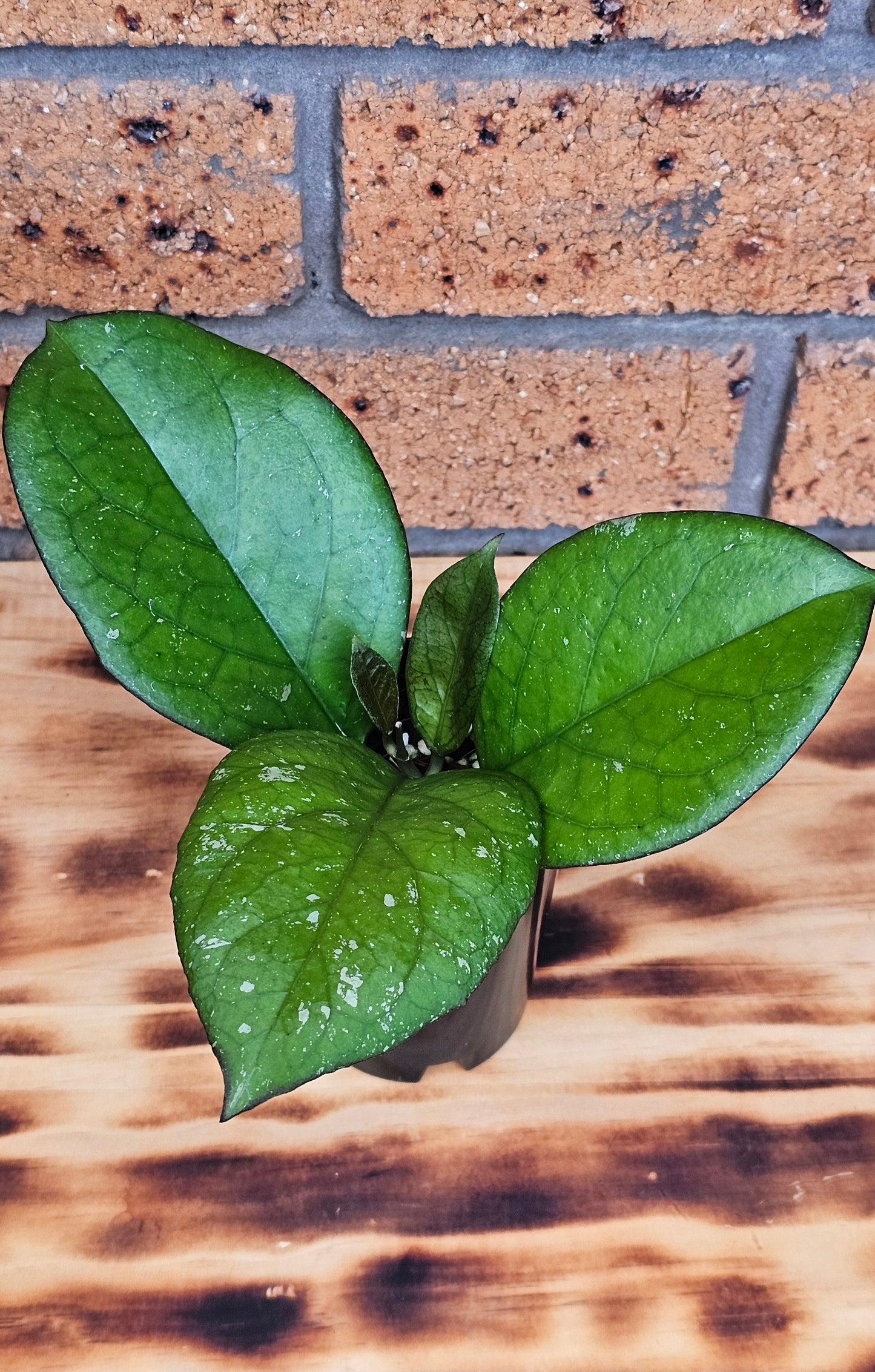 💥💫Hoya Priktai  (Russia)💫💥