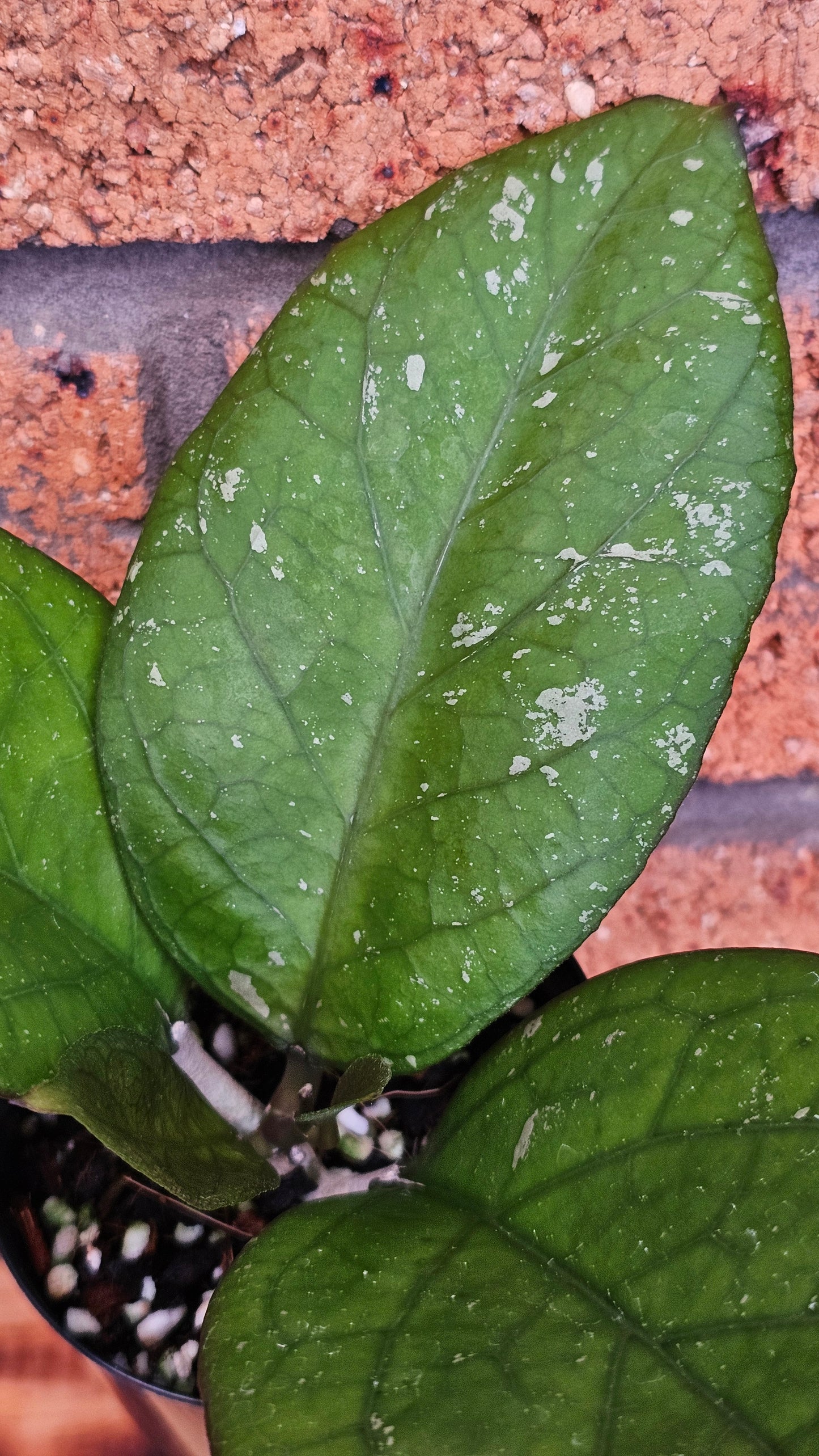 💥💫Hoya Priktai  (Russia)💫💥