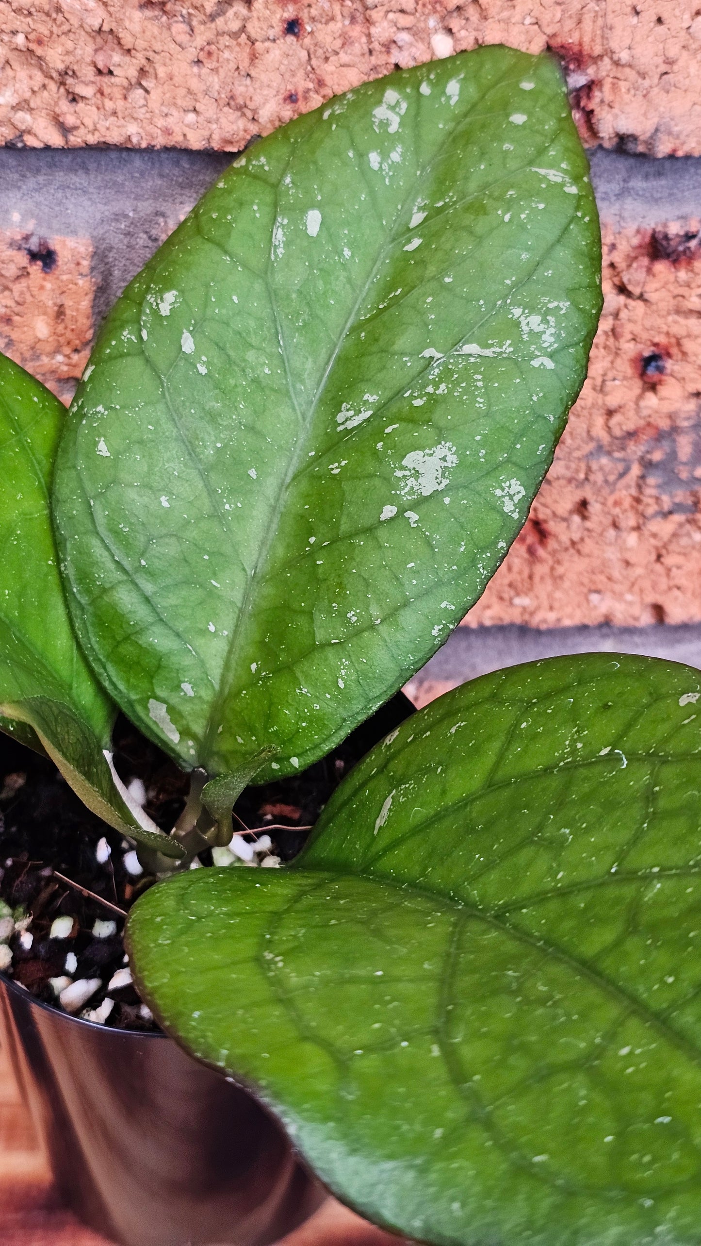 💥💫Hoya Priktai  (Russia)💫💥