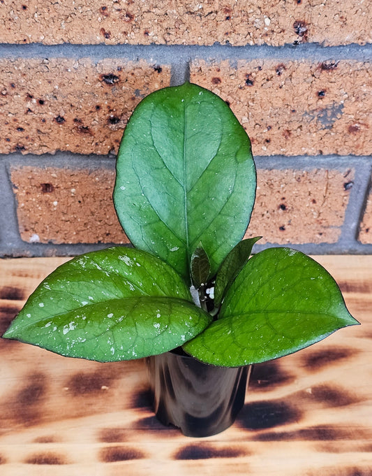 💥💫Hoya Priktai  (Russia)💫💥