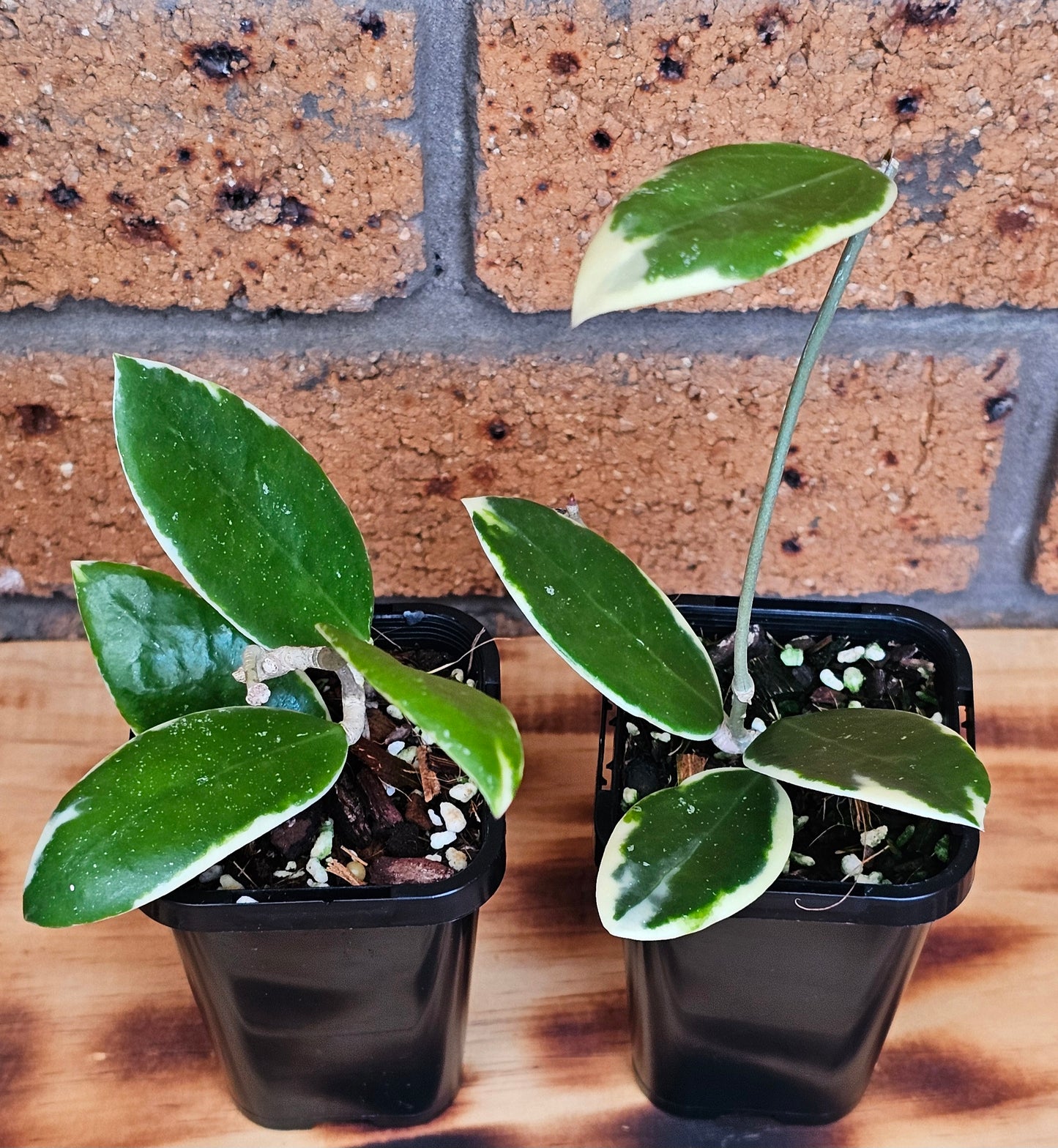 Hoya verticillata Albomarginata