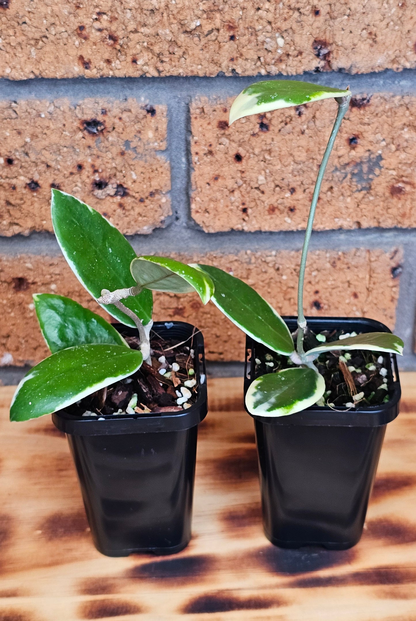 Hoya verticillata Albomarginata