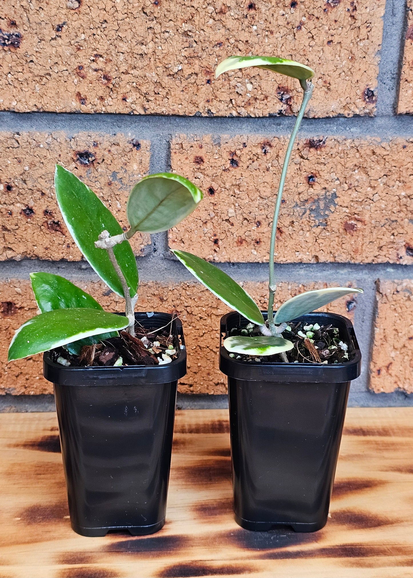 Hoya verticillata Albomarginata