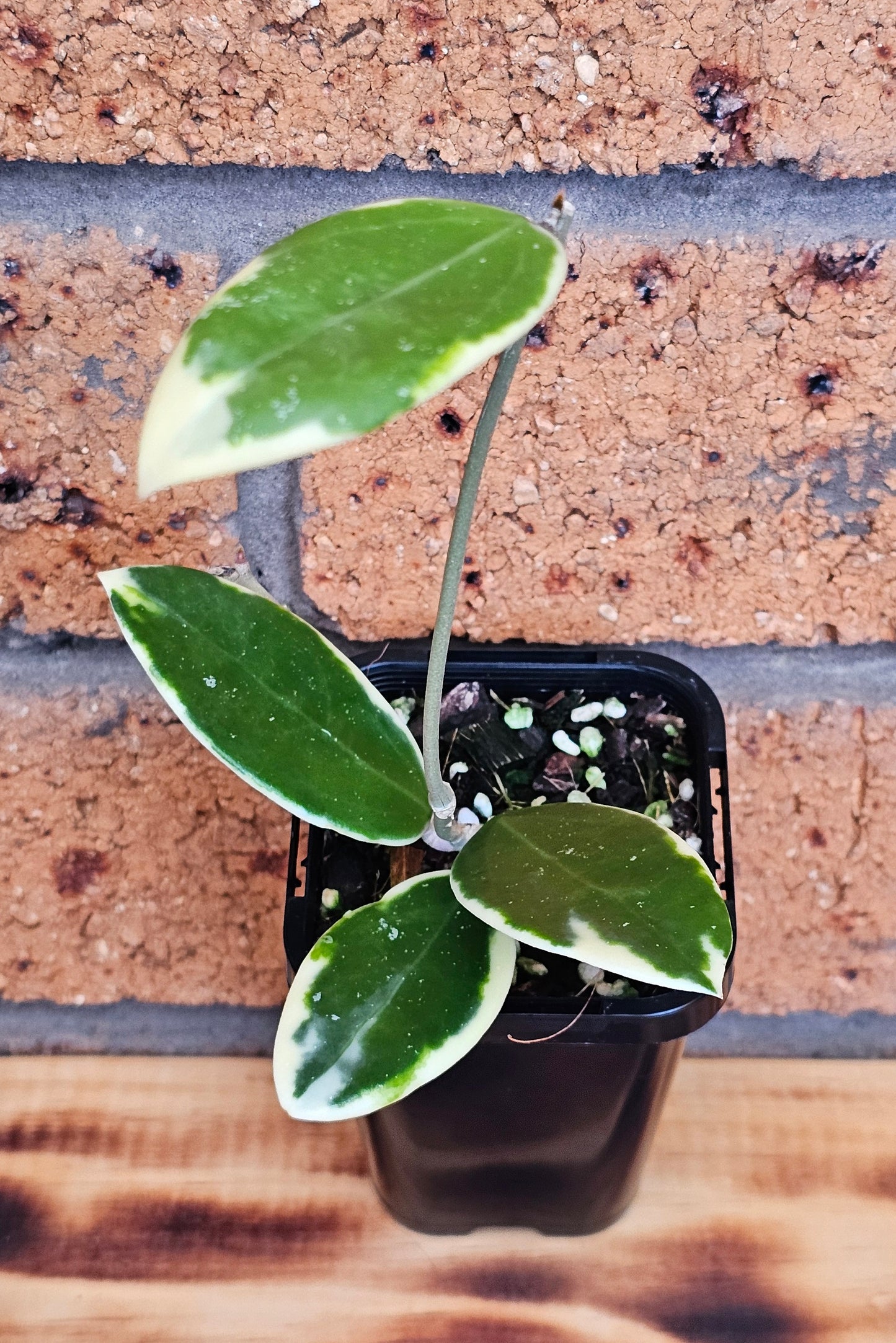 Hoya verticillata Albomarginata