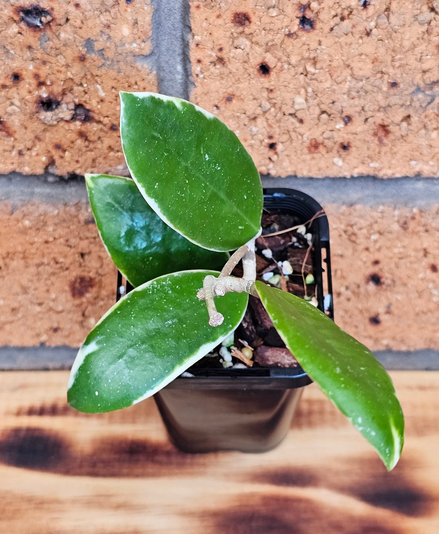 Hoya verticillata Albomarginata