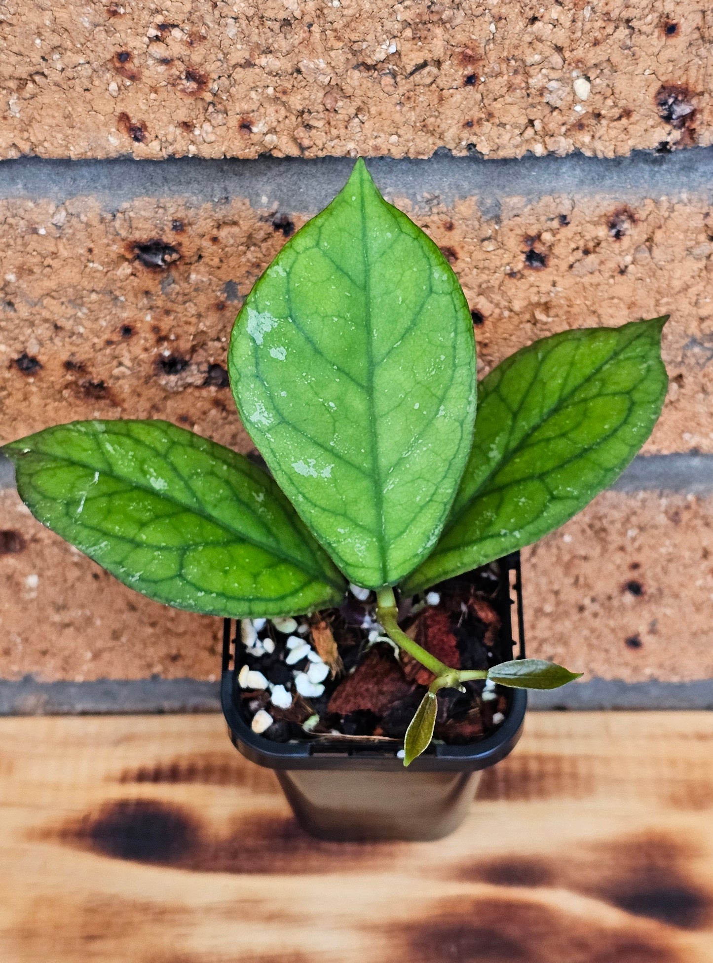 💥💫Hoya 'Irina' 💫💥