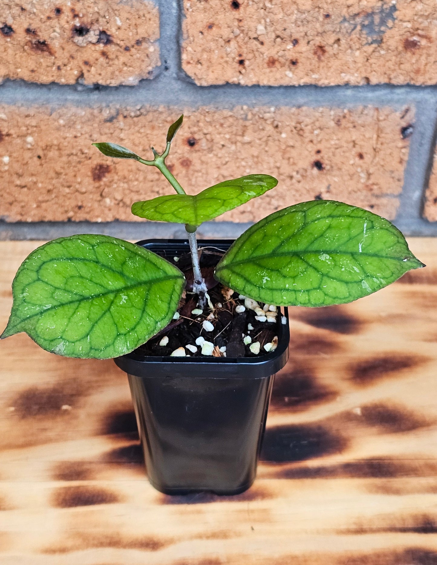 💥💫Hoya 'Irina' 💫💥